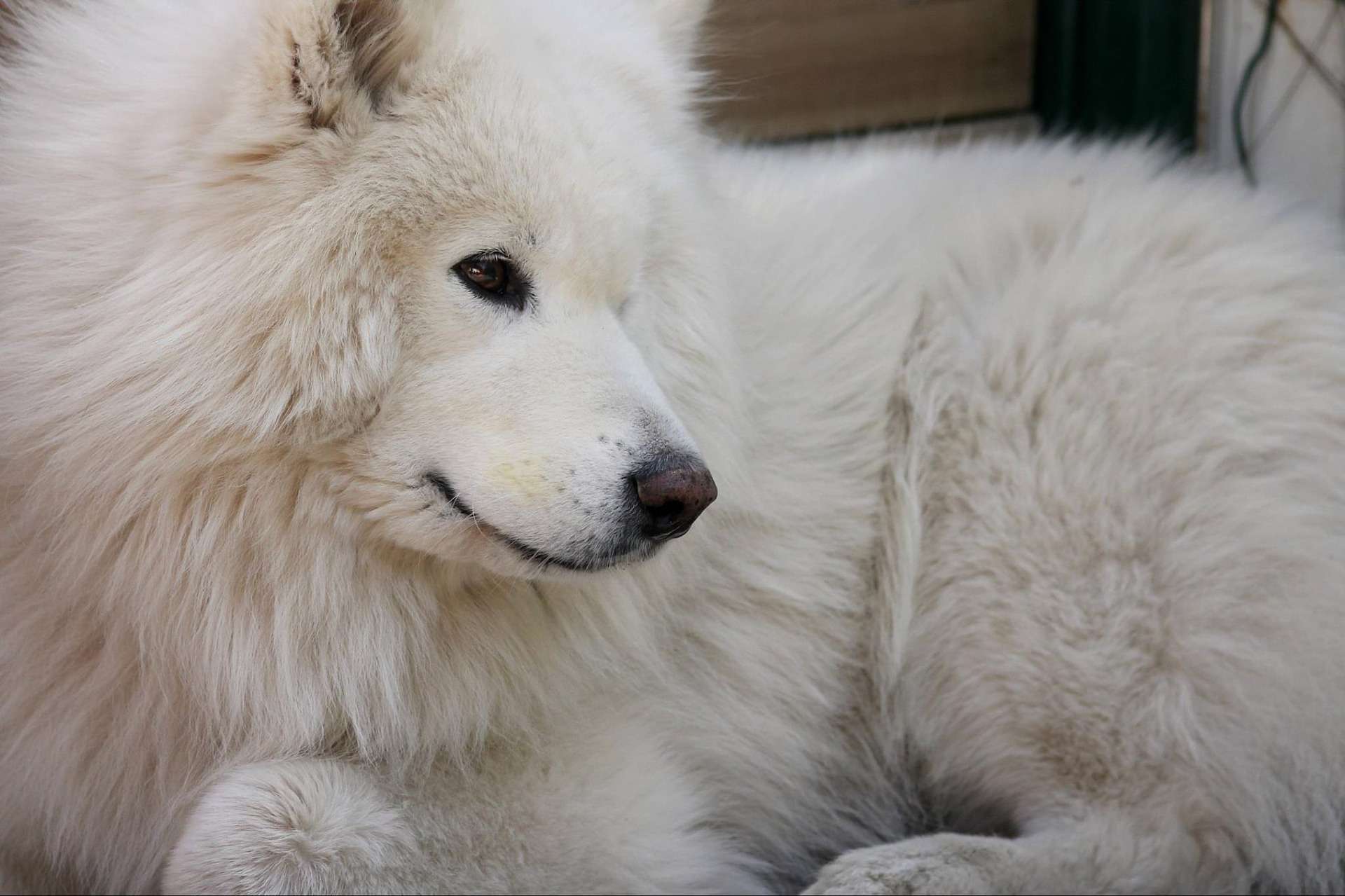 A Samoyed with a beautiful coat.