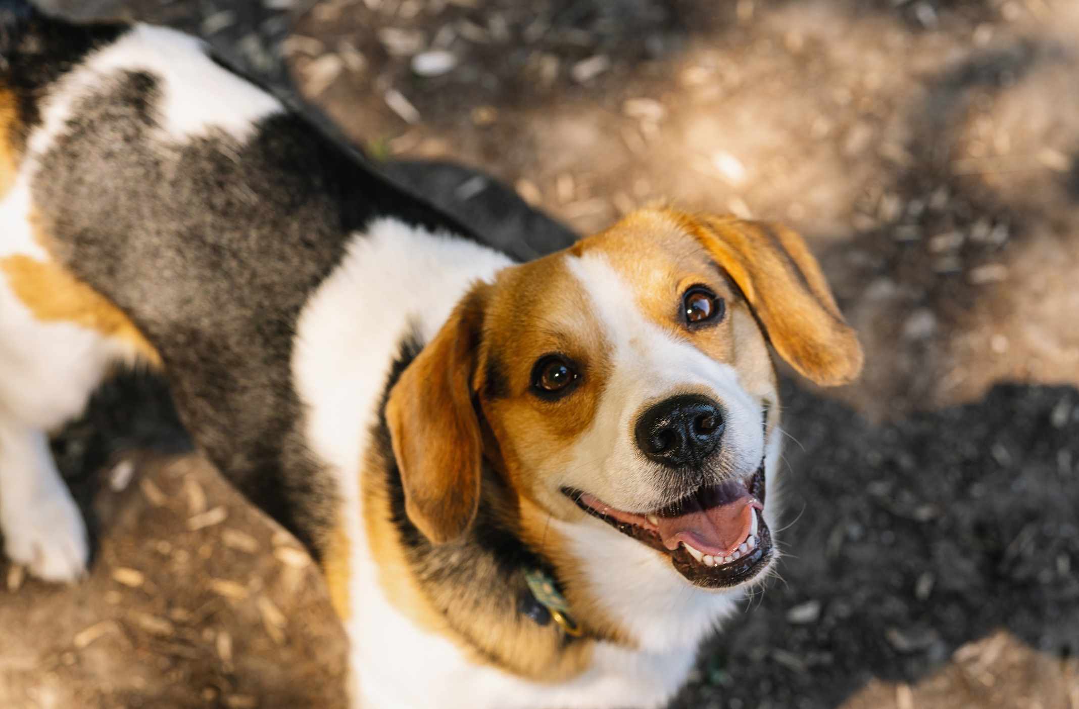 A Beagle smiling at the camera.