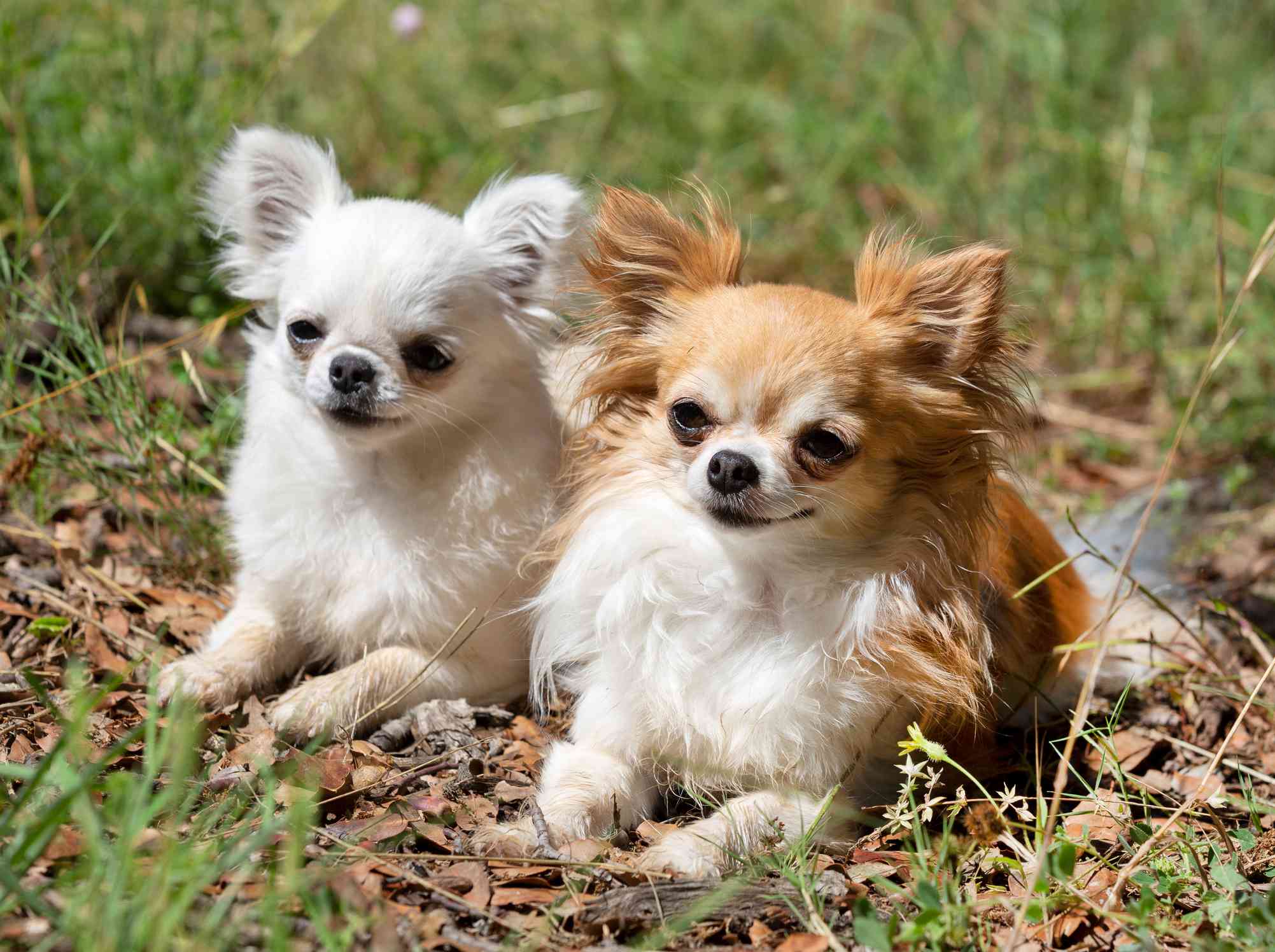 Two long-haired Chihuahuas sitting outside.