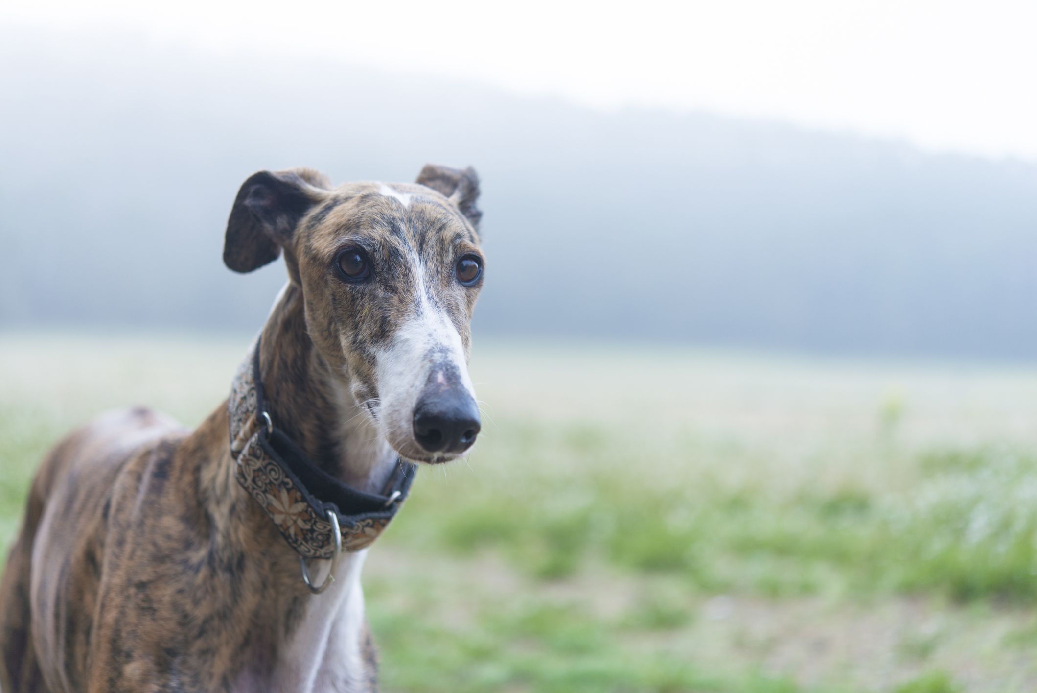 An adult Greyhound in a field