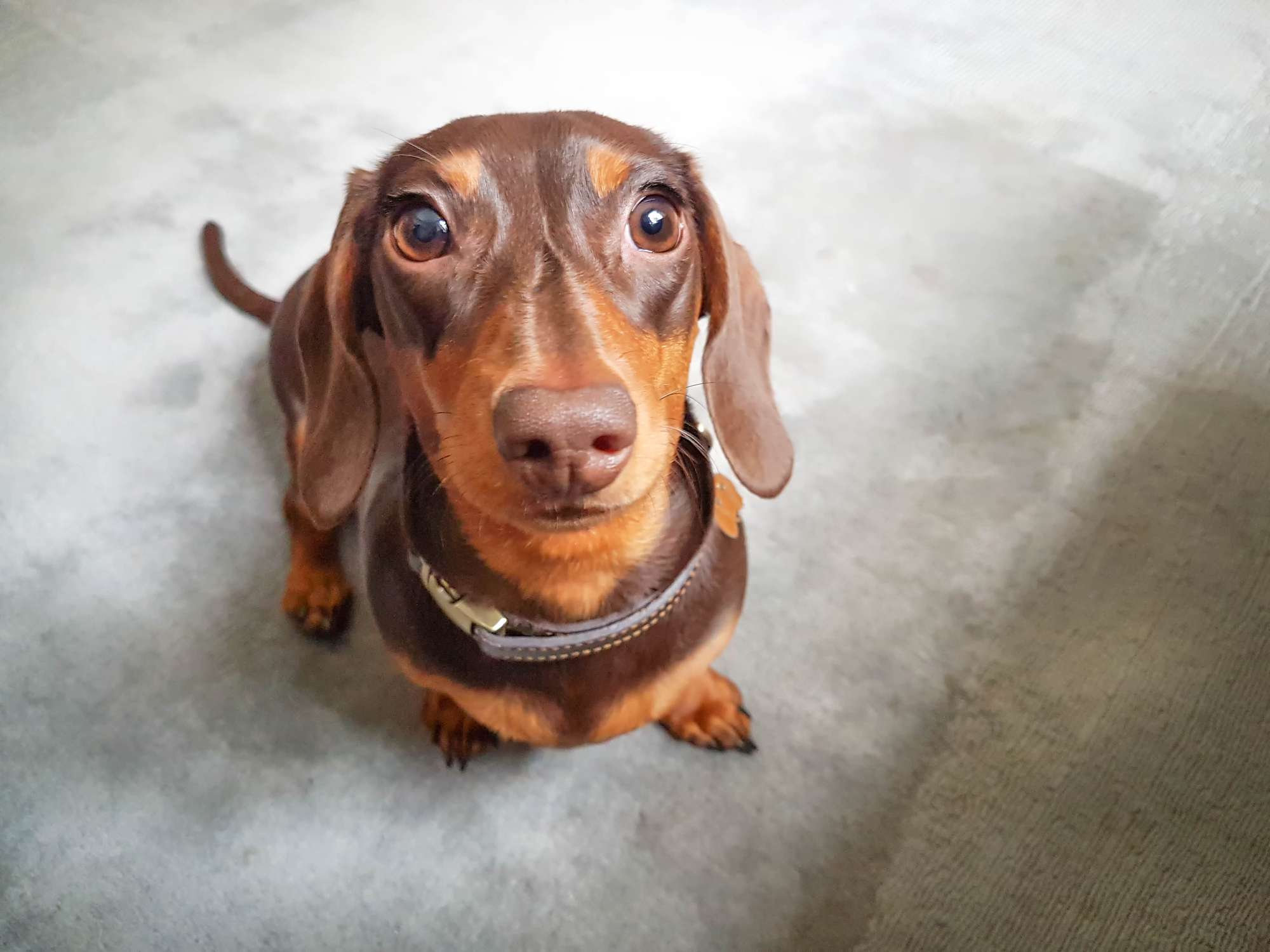 A Dachshund looking into the camera.