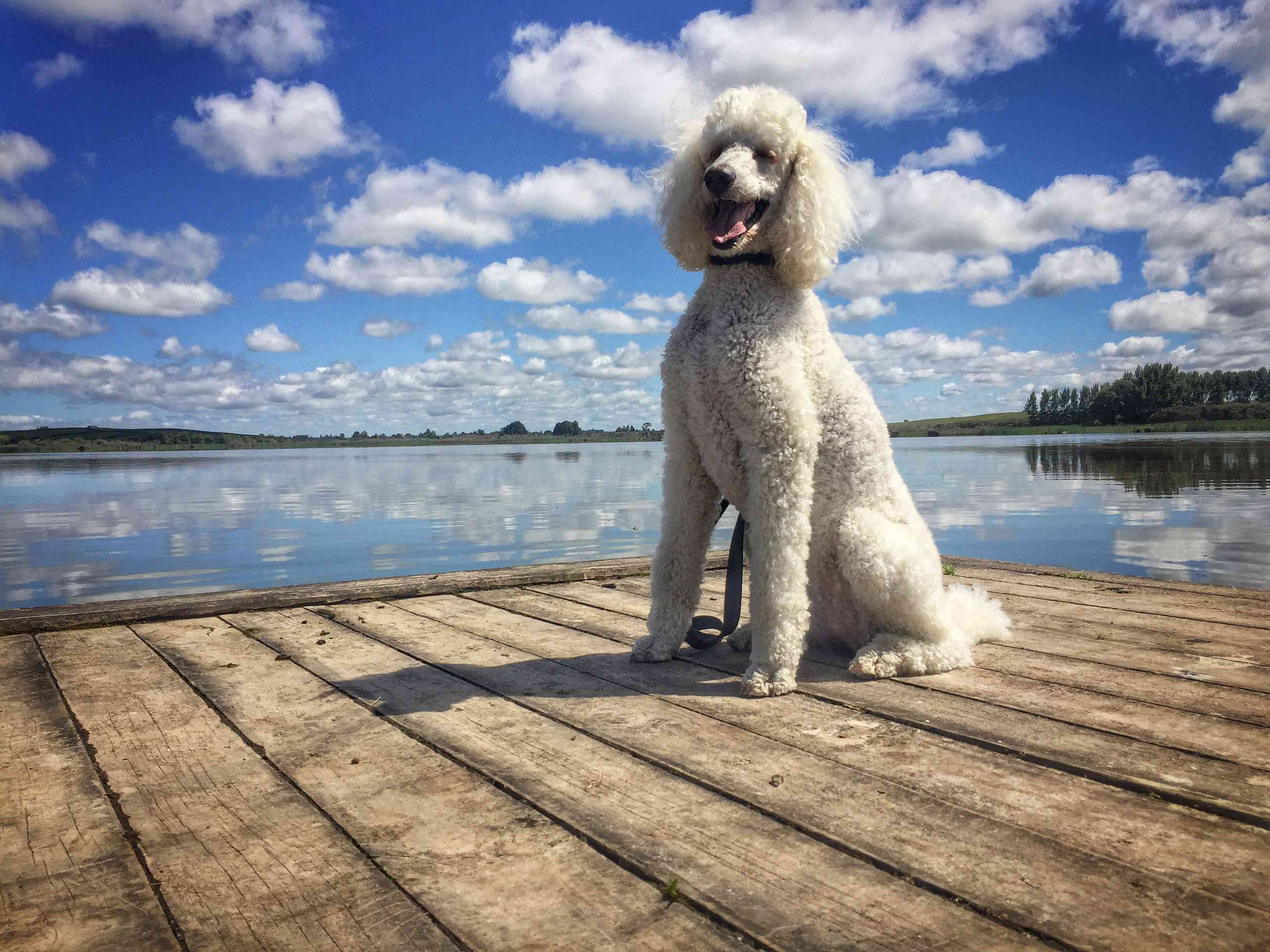 A Poodle sitting on a dock.