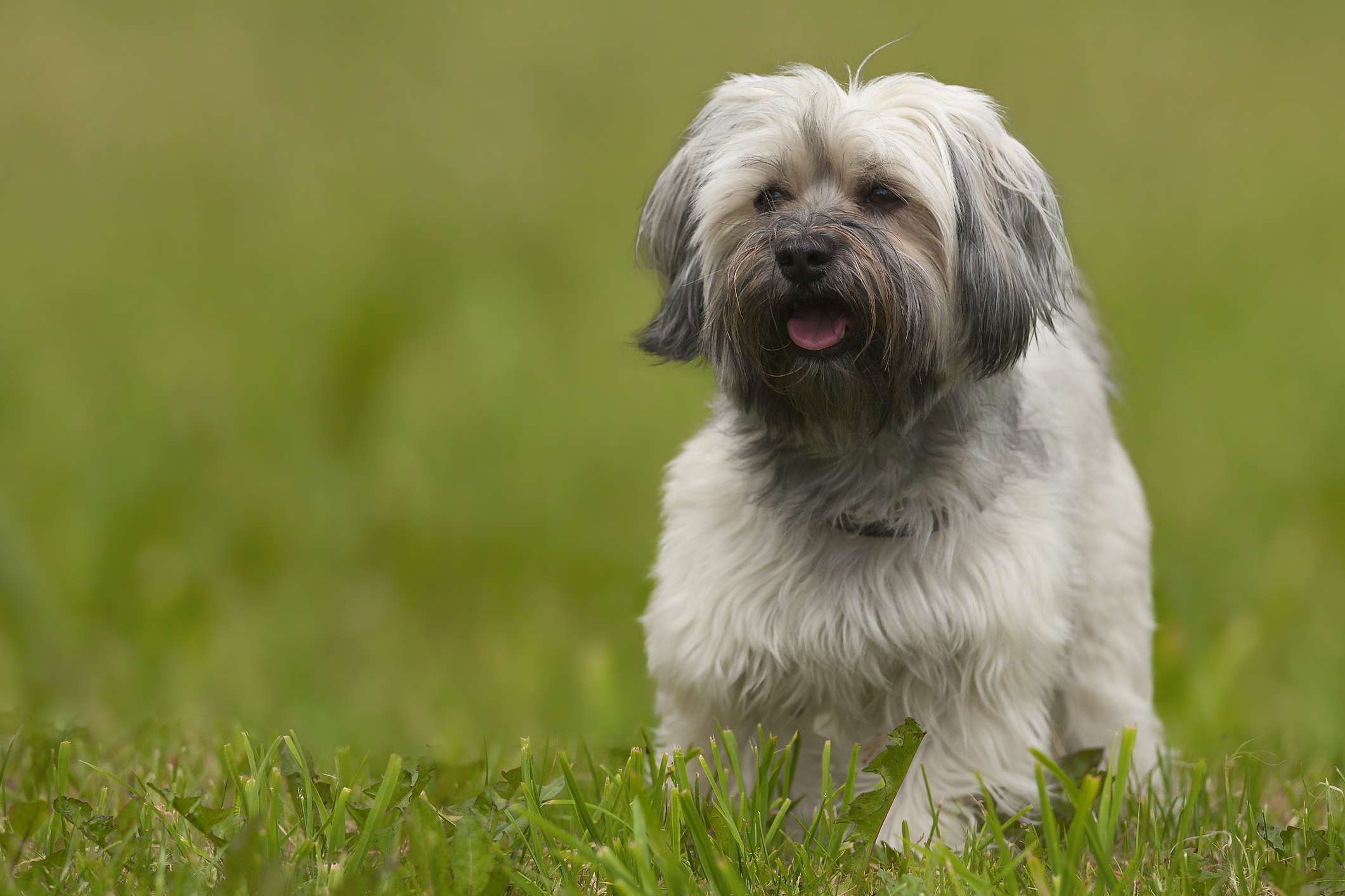 An adult Havanese outdoors.