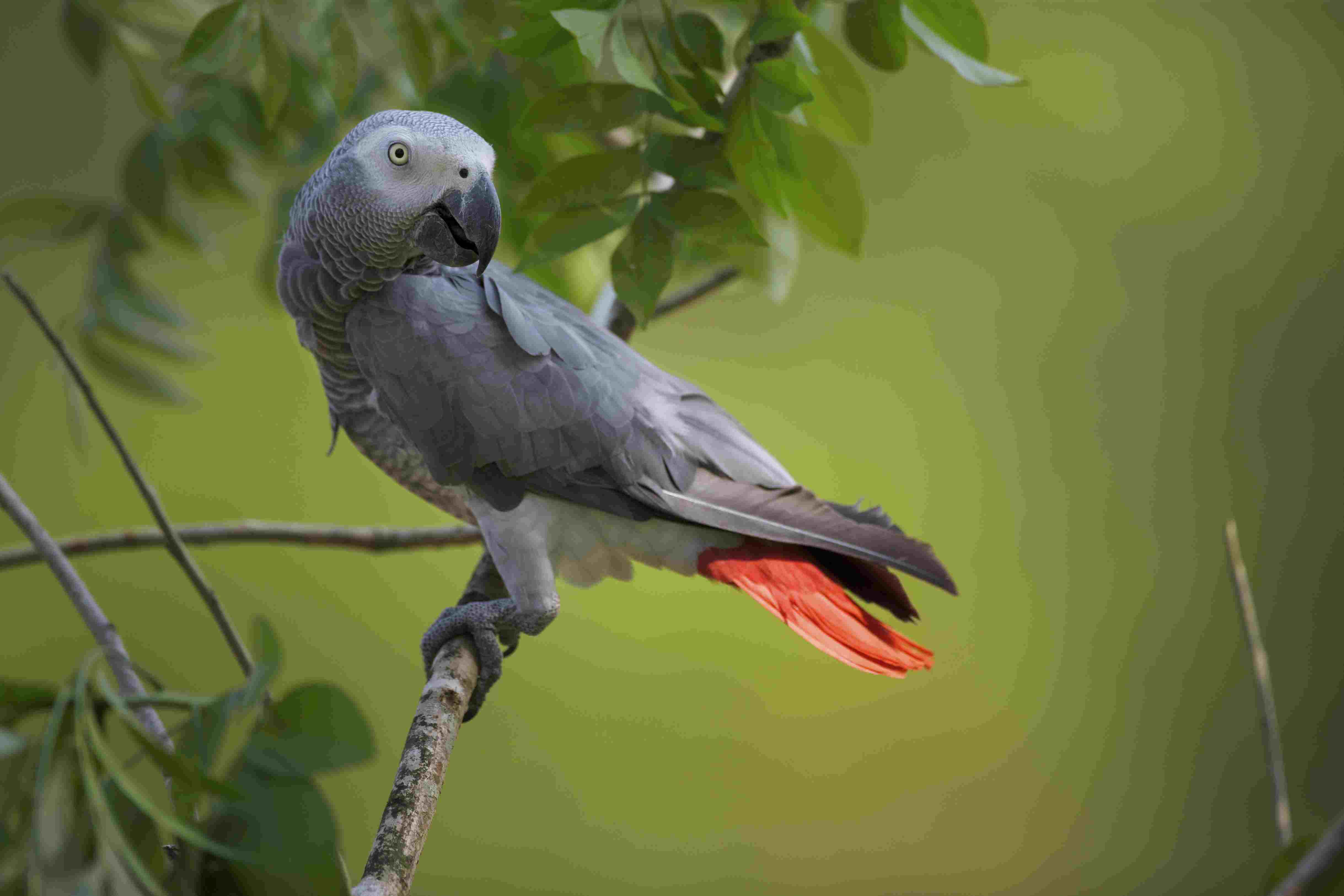 African Grey Parrot (Psittacus erithacus) captive