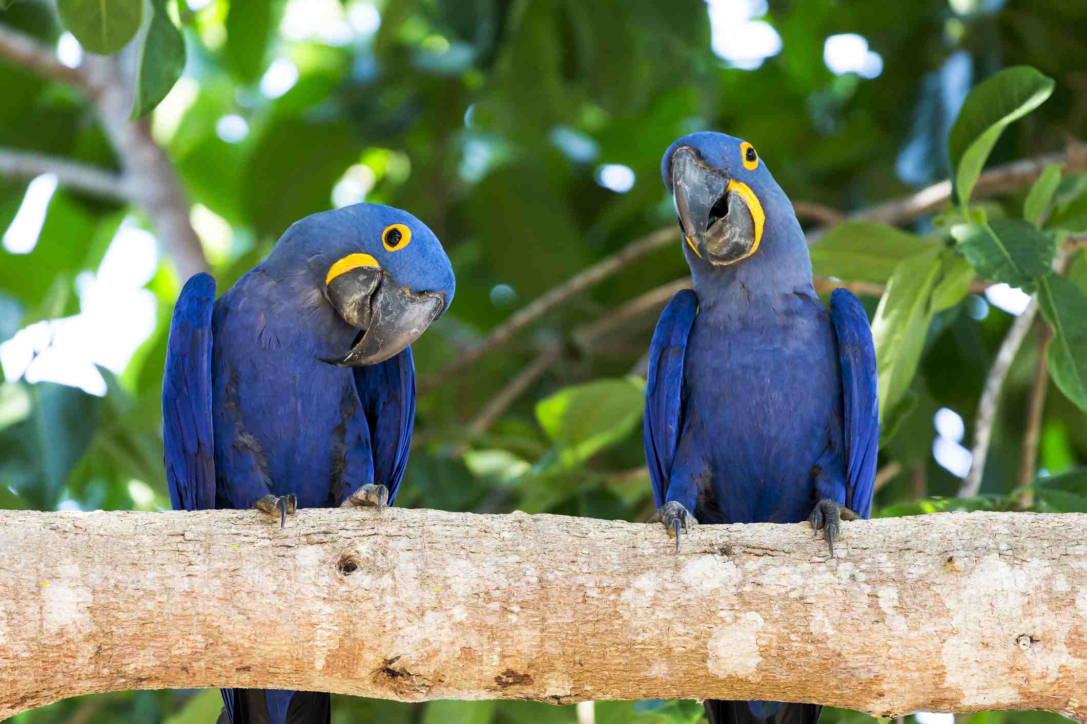 hyacinth macaws perched on branch
