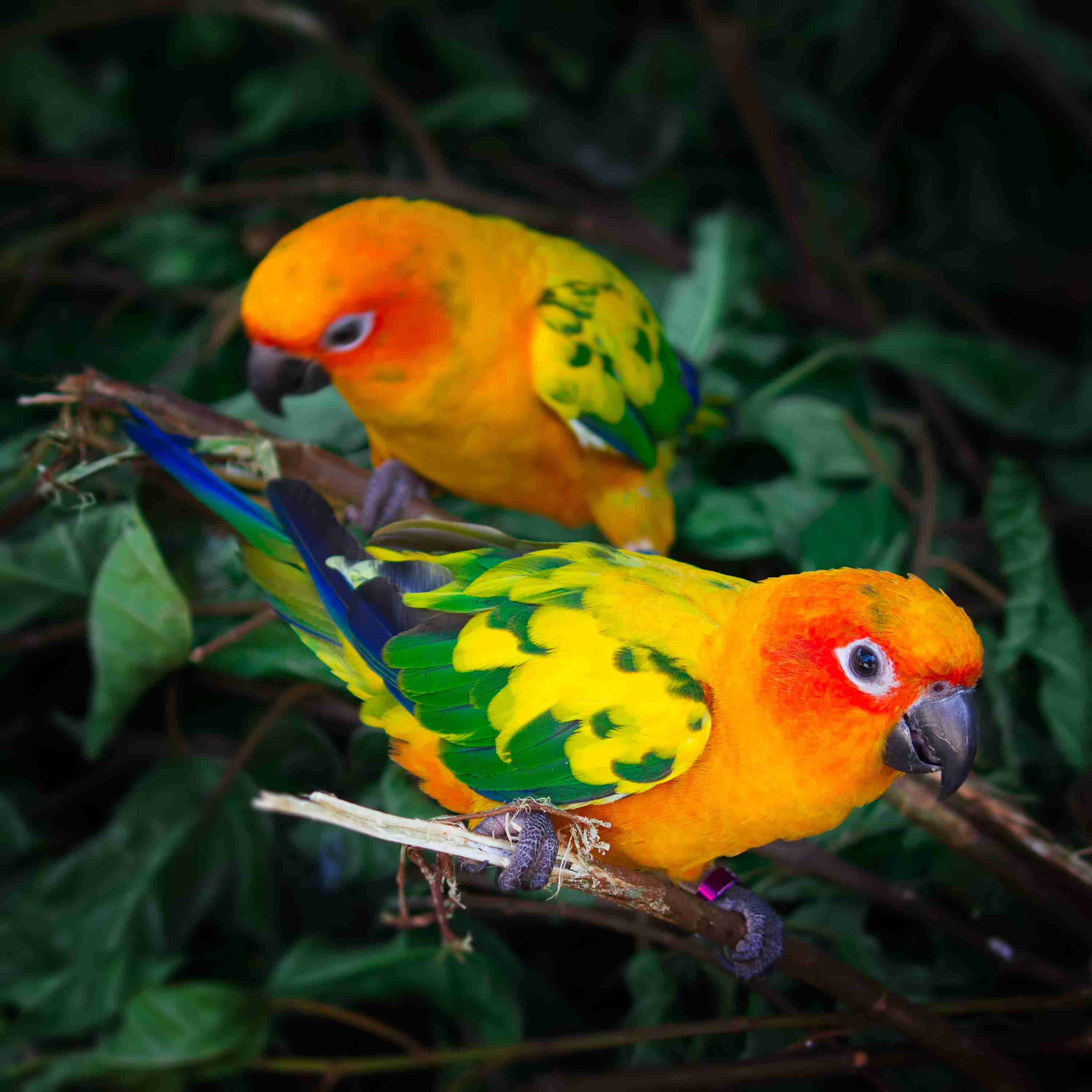 Two conures in a tree