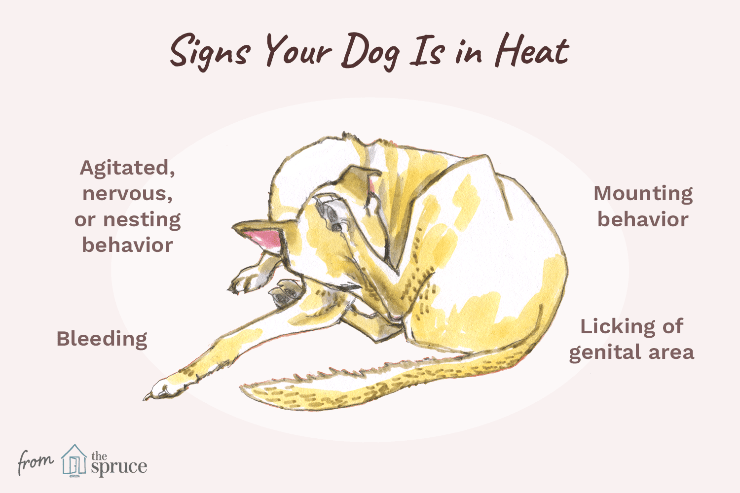 illustration of signs your dog is in heat