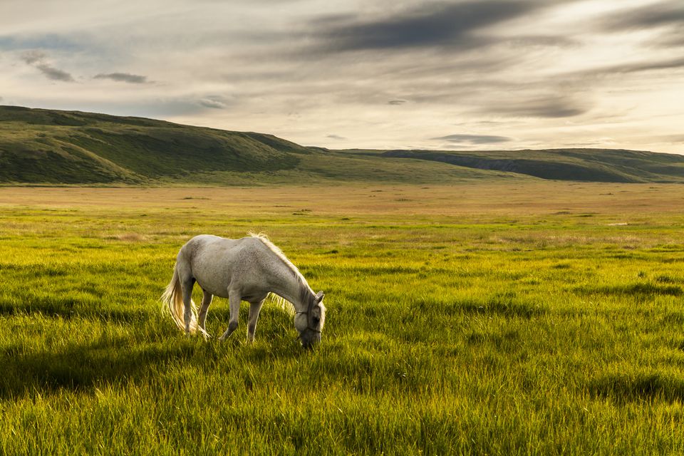 White horse grazing in pasture