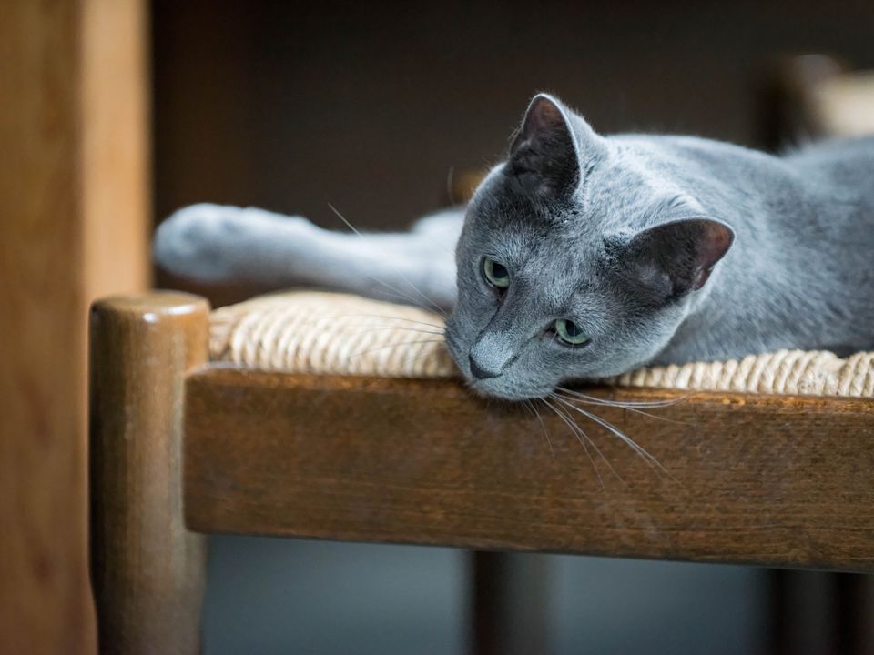 Russian blue cat lying on a chair