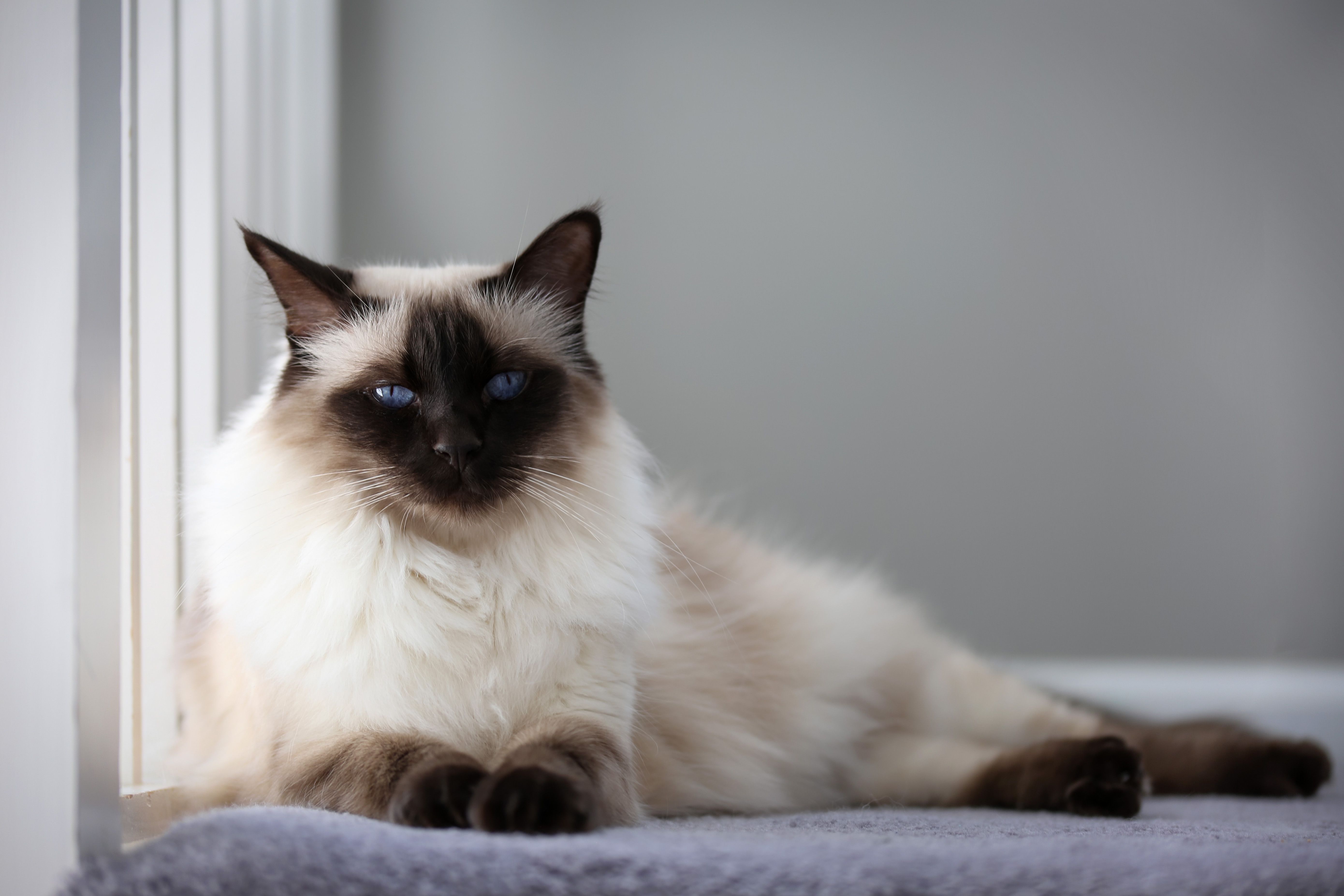Chocolate Balinese cat lying by a window