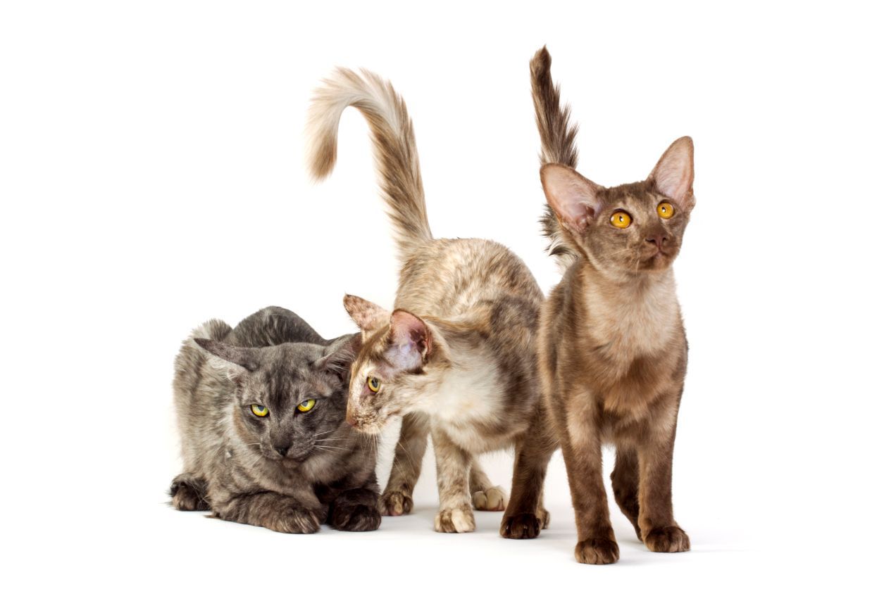 three Javanese cats
