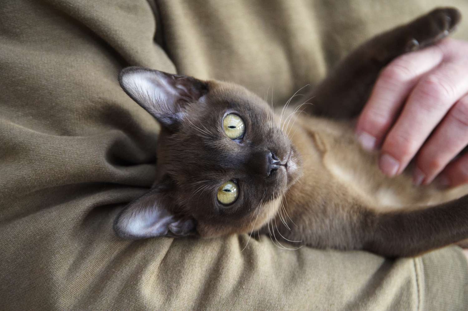 Burmese cat being petted