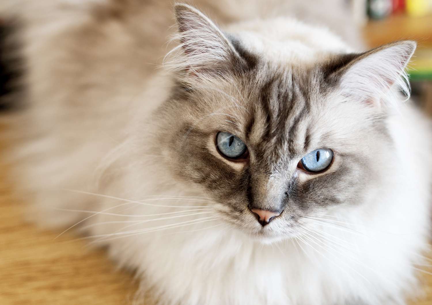 ragdoll cat looking up with bright blue eyes