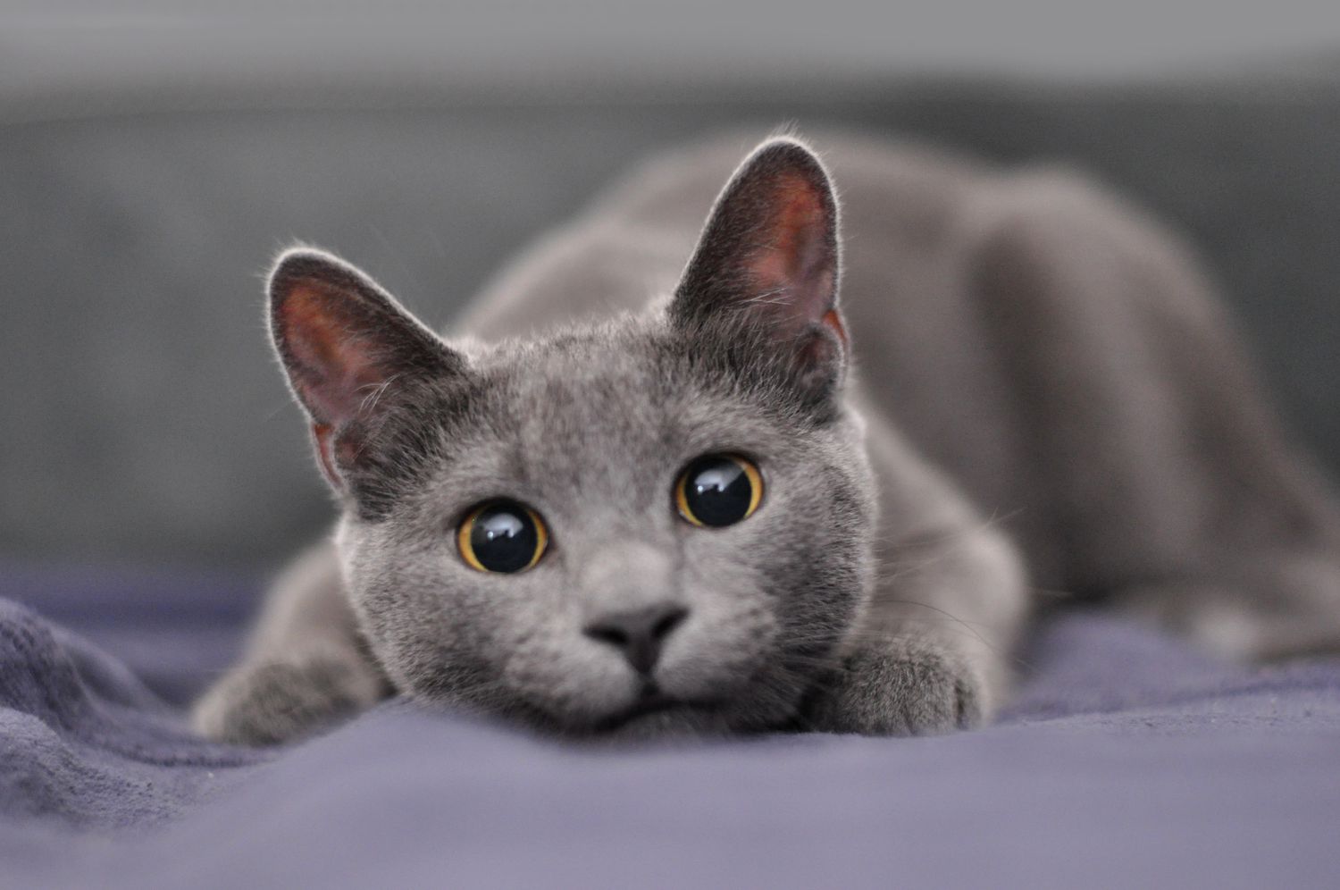 russian blue cat with dilated pupils