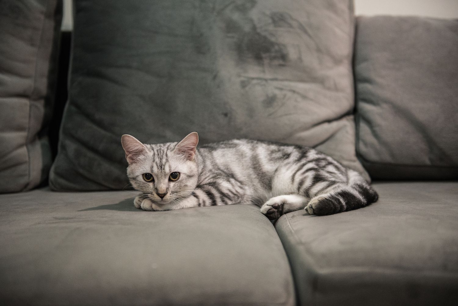american shorthair on couch