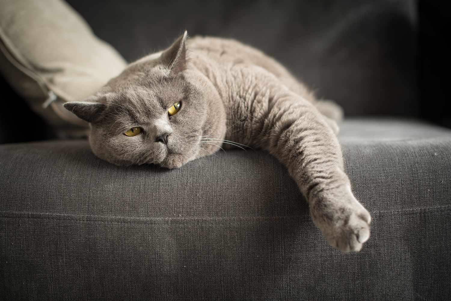 British shorthair cat lying on a sofa