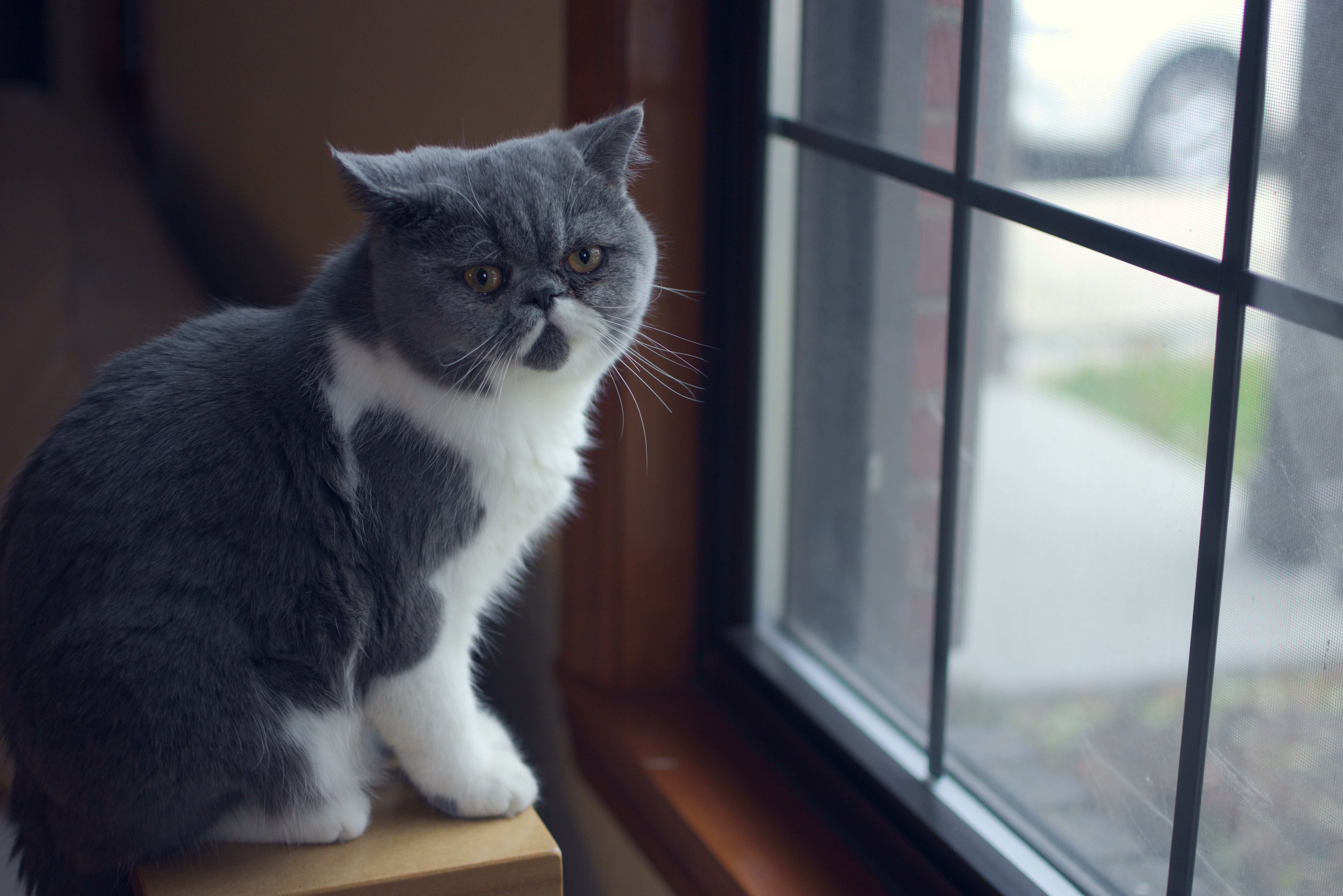exotic shorthair cat by a window