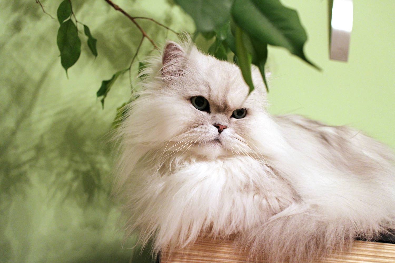 Persian cat lounging inside by a plant
