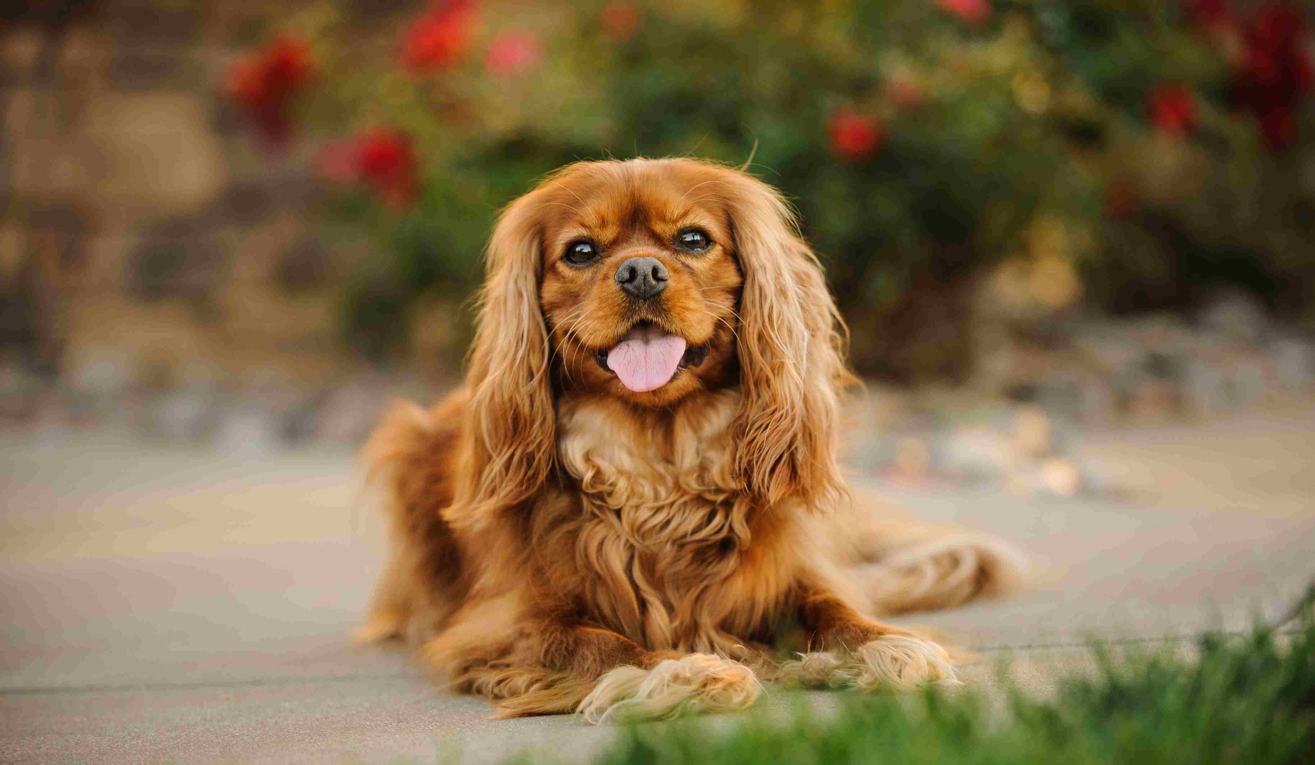 Cavalier King Charles spaniel lying outside and smiling