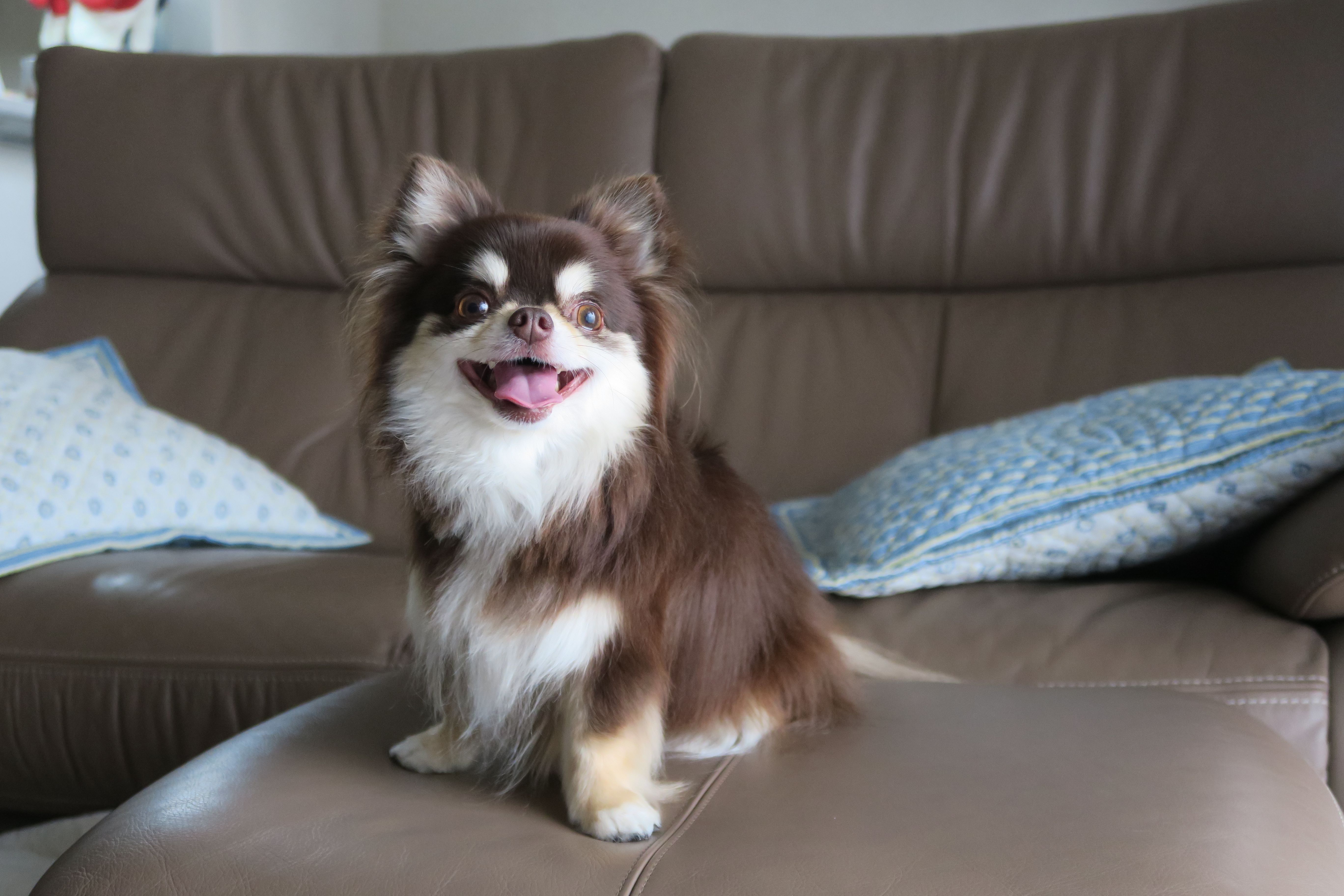 long-haired chihuahua sitting on a sofa