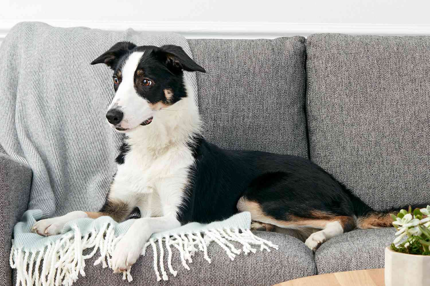A collie laying on a sofa