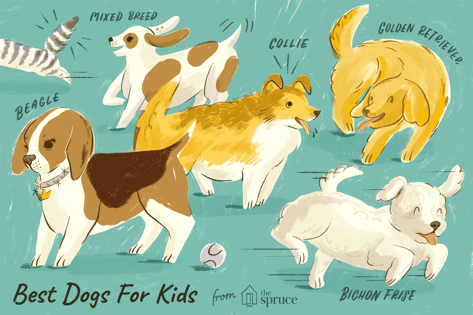 An illustration of different breeds of dogs that are best for kids