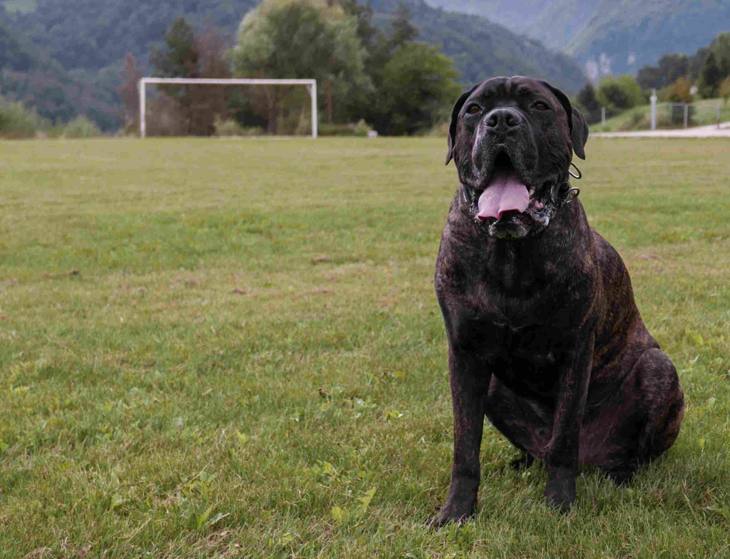 Cane Corso Sitting On Field