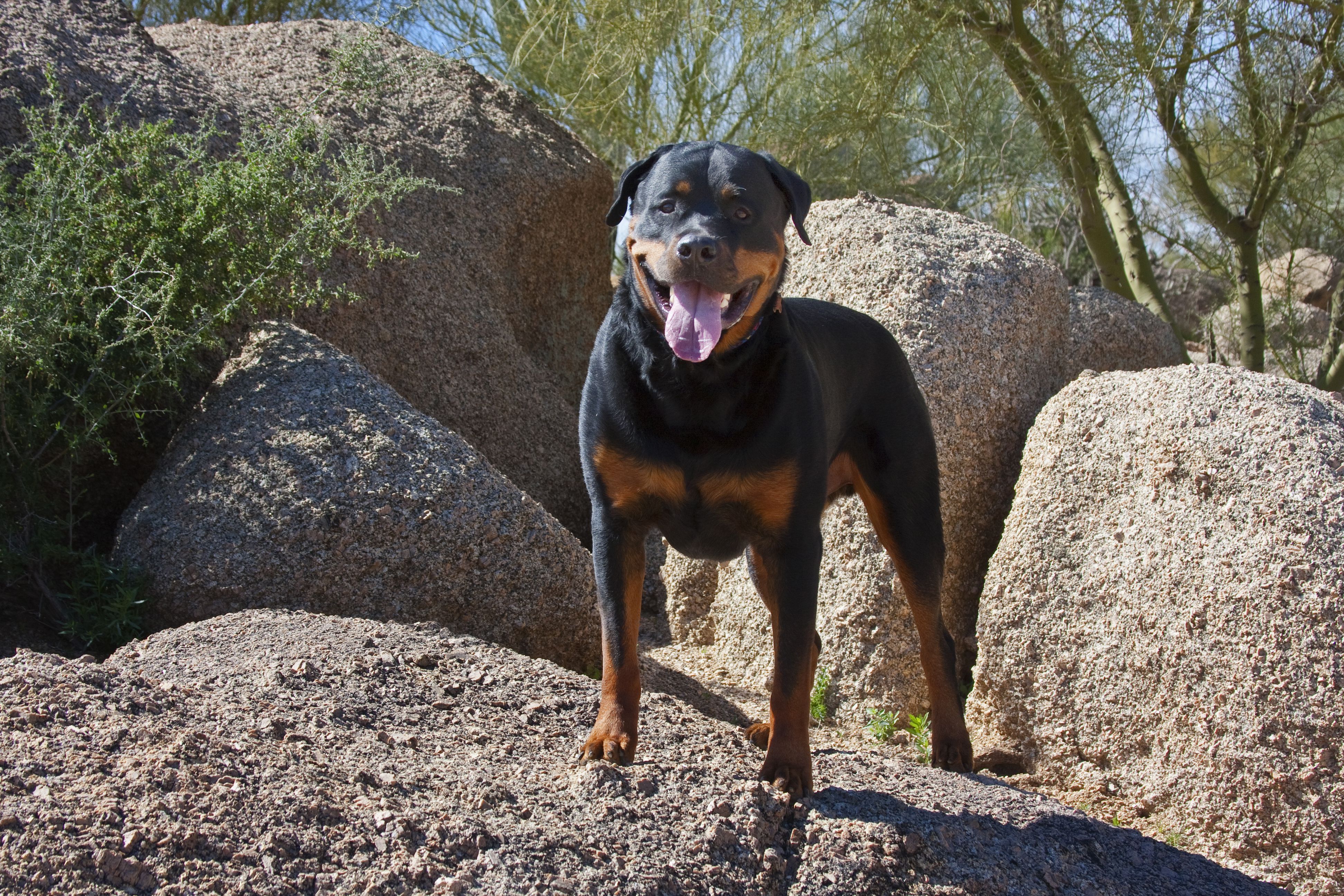 Rottweiler standing on boulders, Arizona, USA