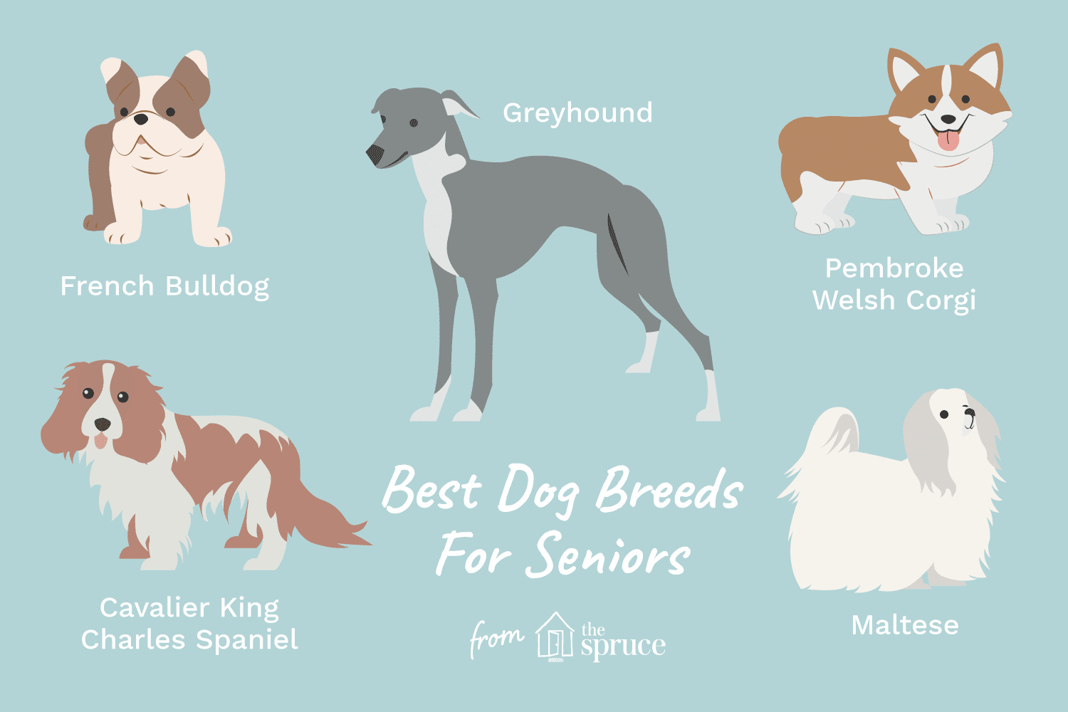 illustration of the best dog breeds for seniors
