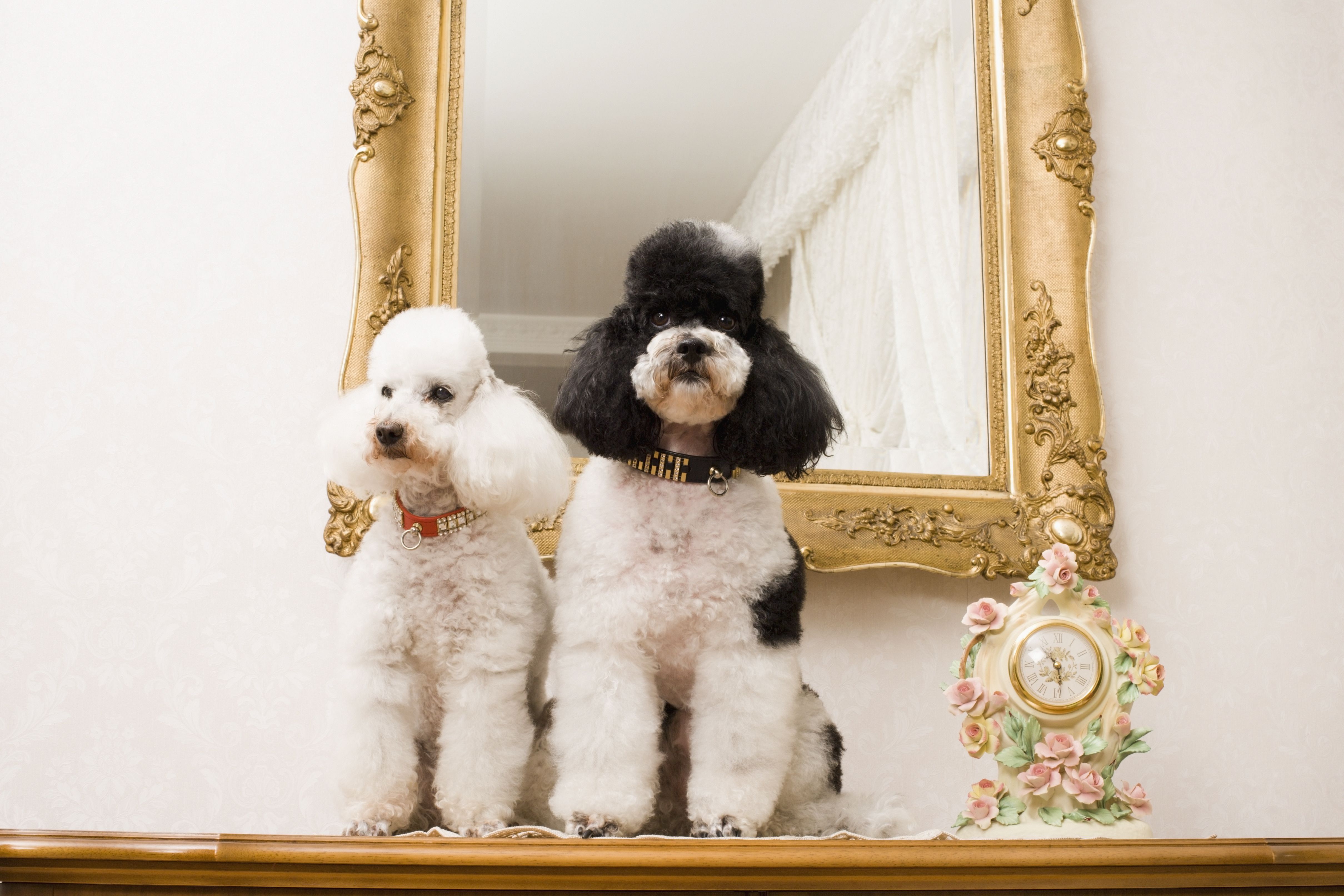 Poodles by a mirror