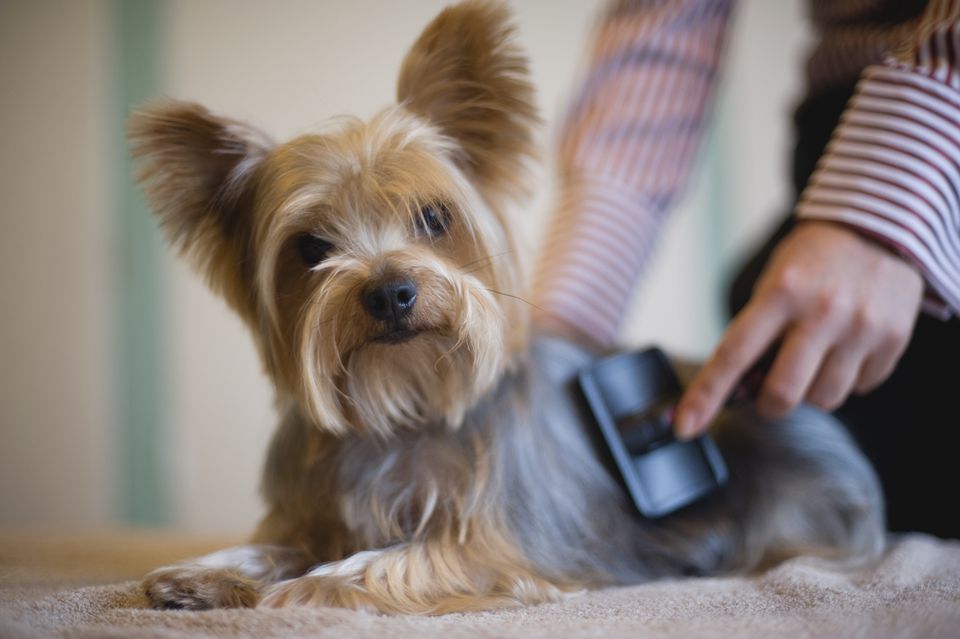 Yorkshire terrier being groomed with brush