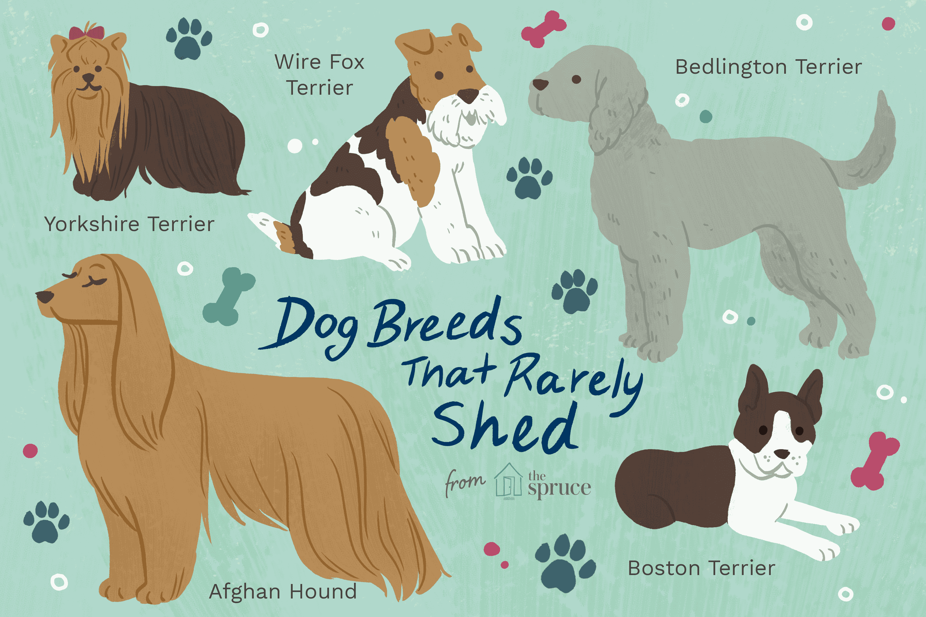 Illustration of five dogs that rarely shed