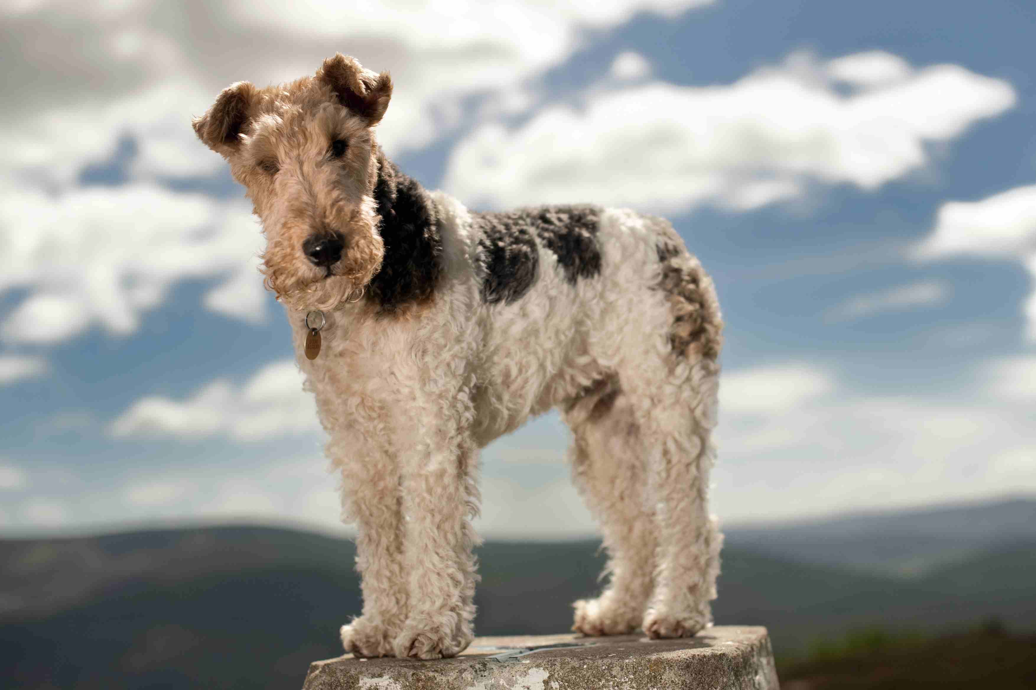 wire fox terrier on a hilltop