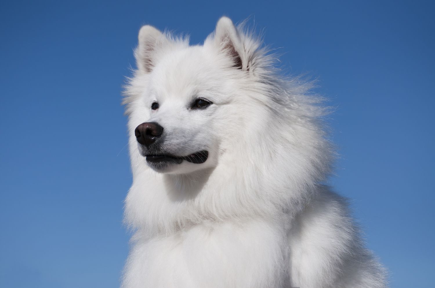 american eskimo dog against blue sky