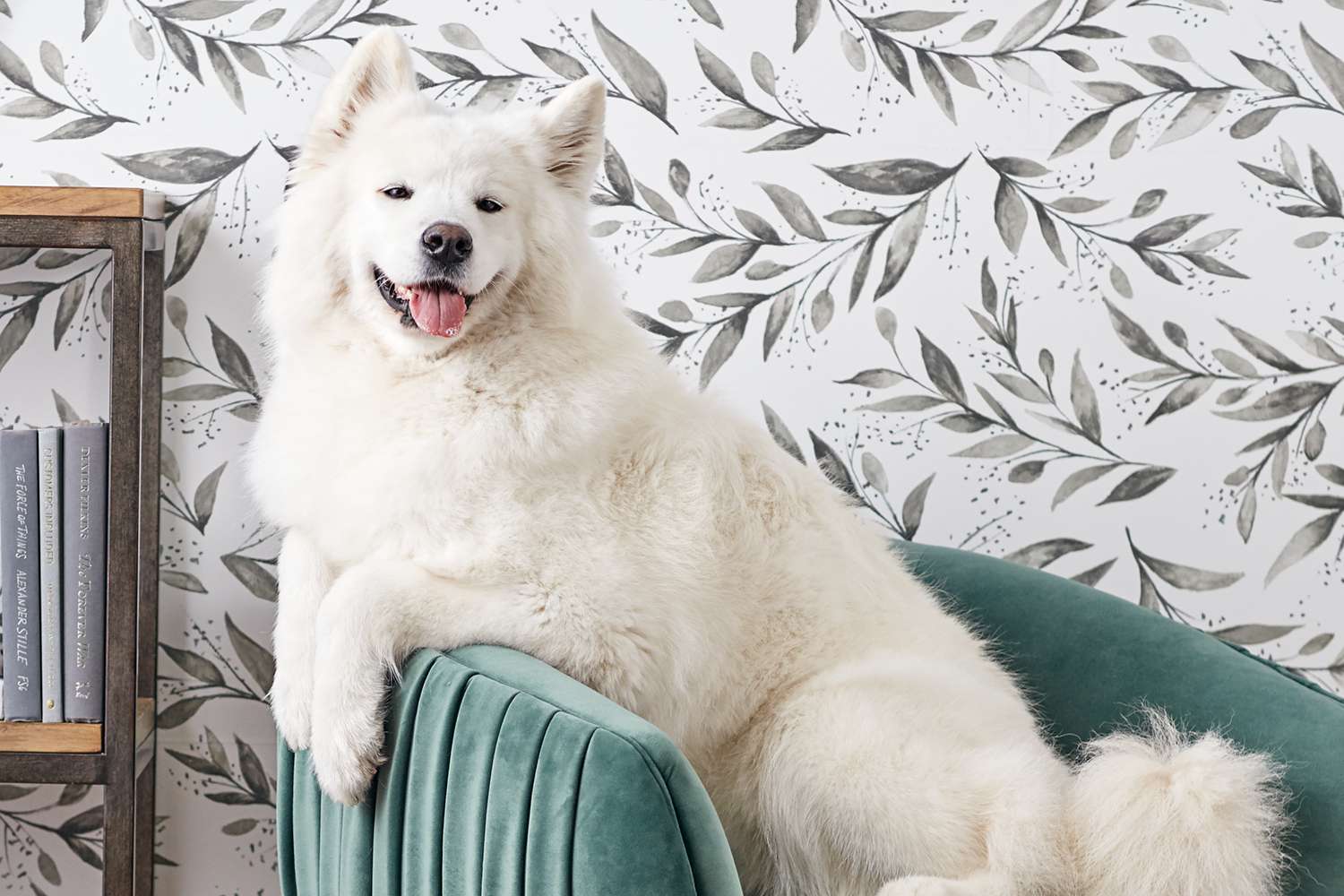A Samoyed on a chair
