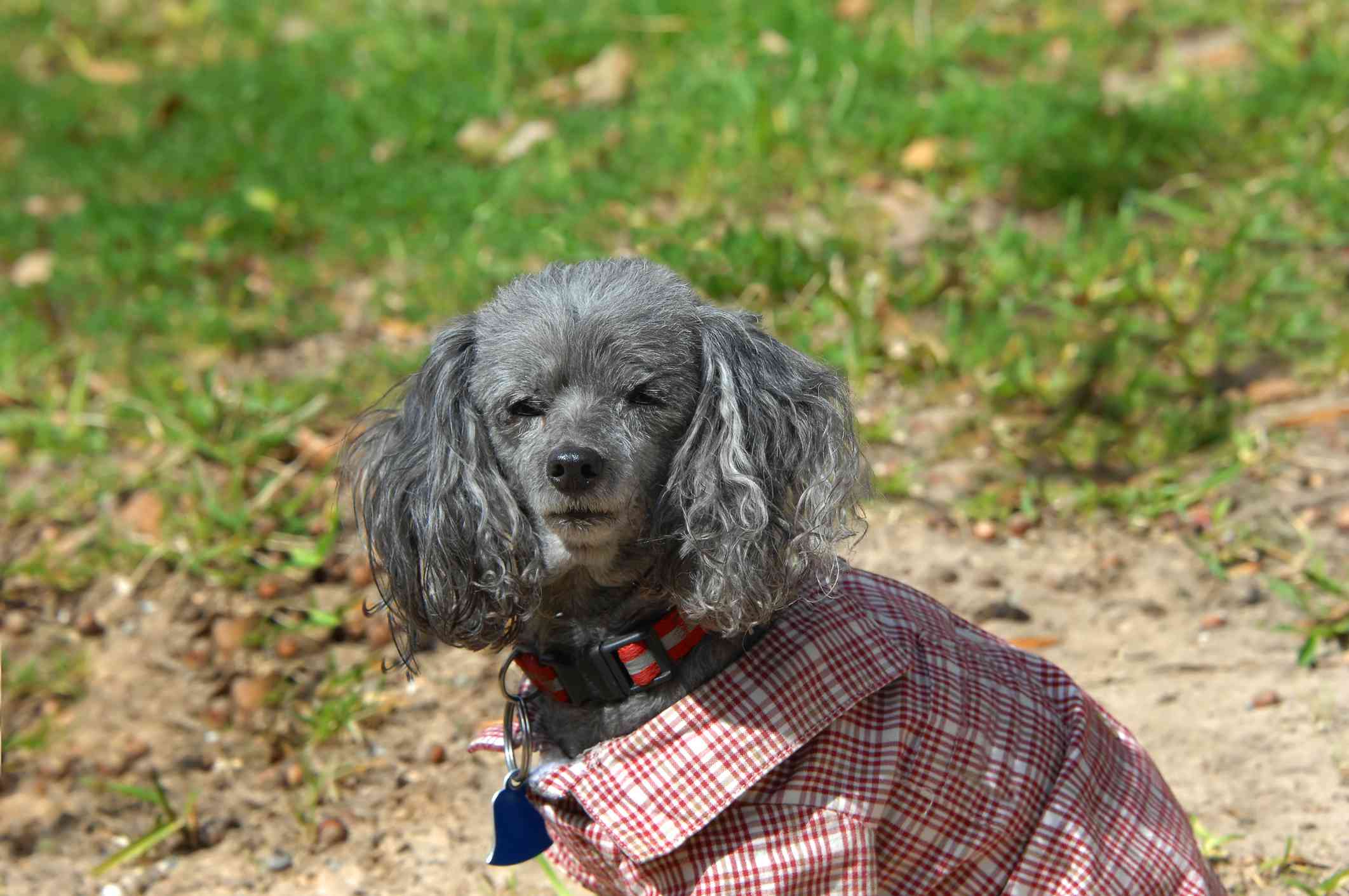 gray toy poodle outside wearing a coat