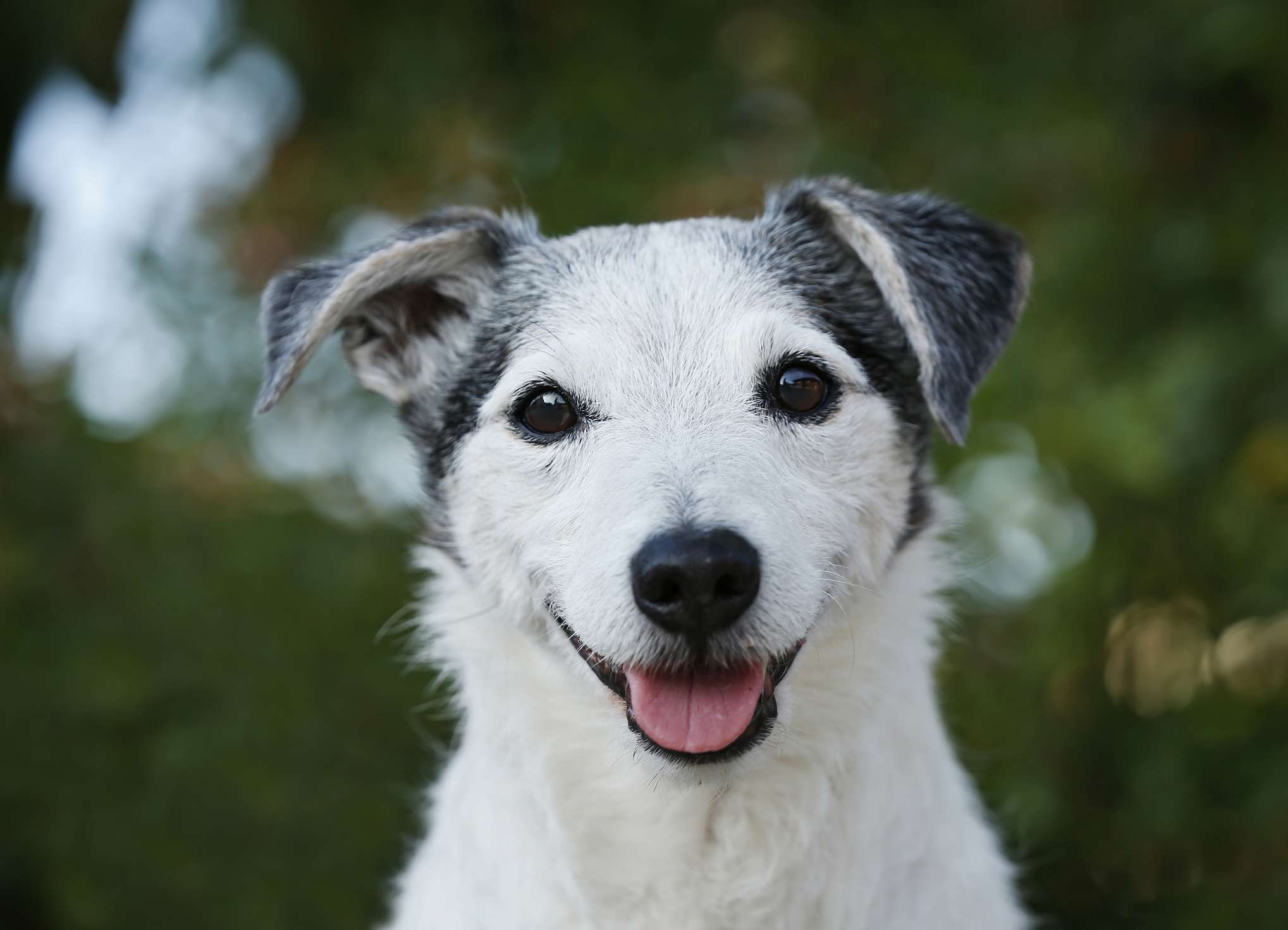 senior Jack Russell terrier smiling