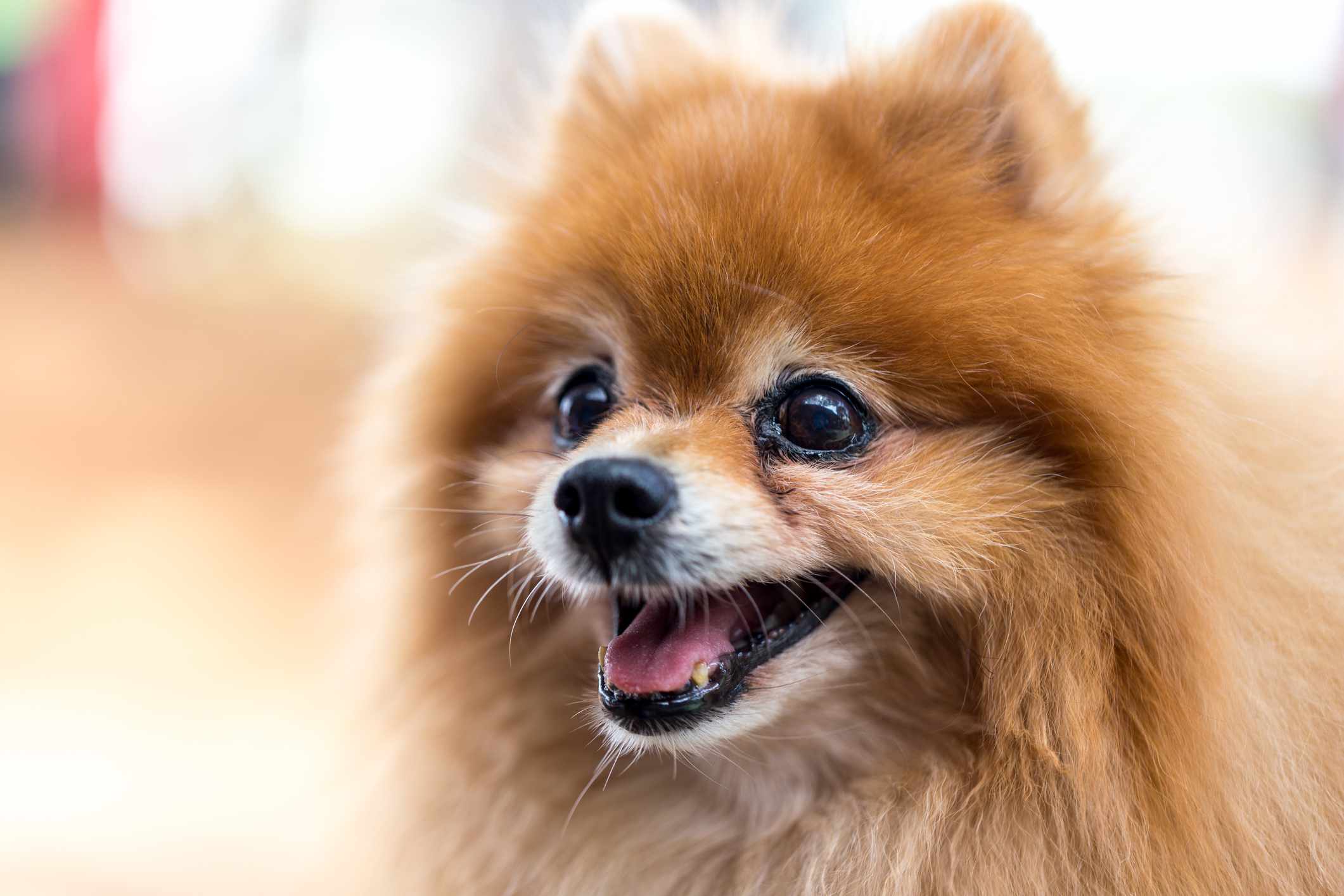 senior Pomeranian smiling