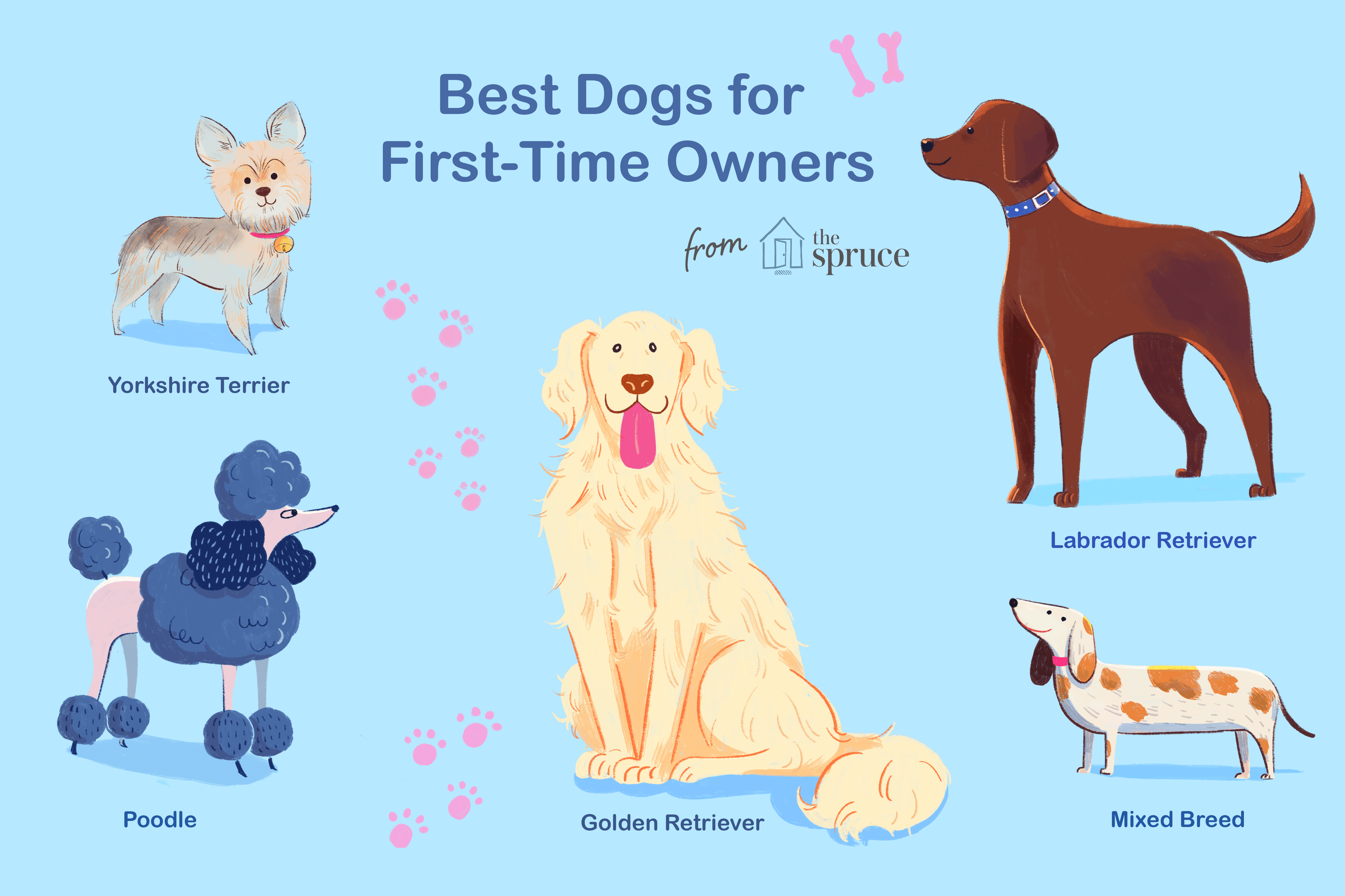 Illustration of dog breeds for first time owners
