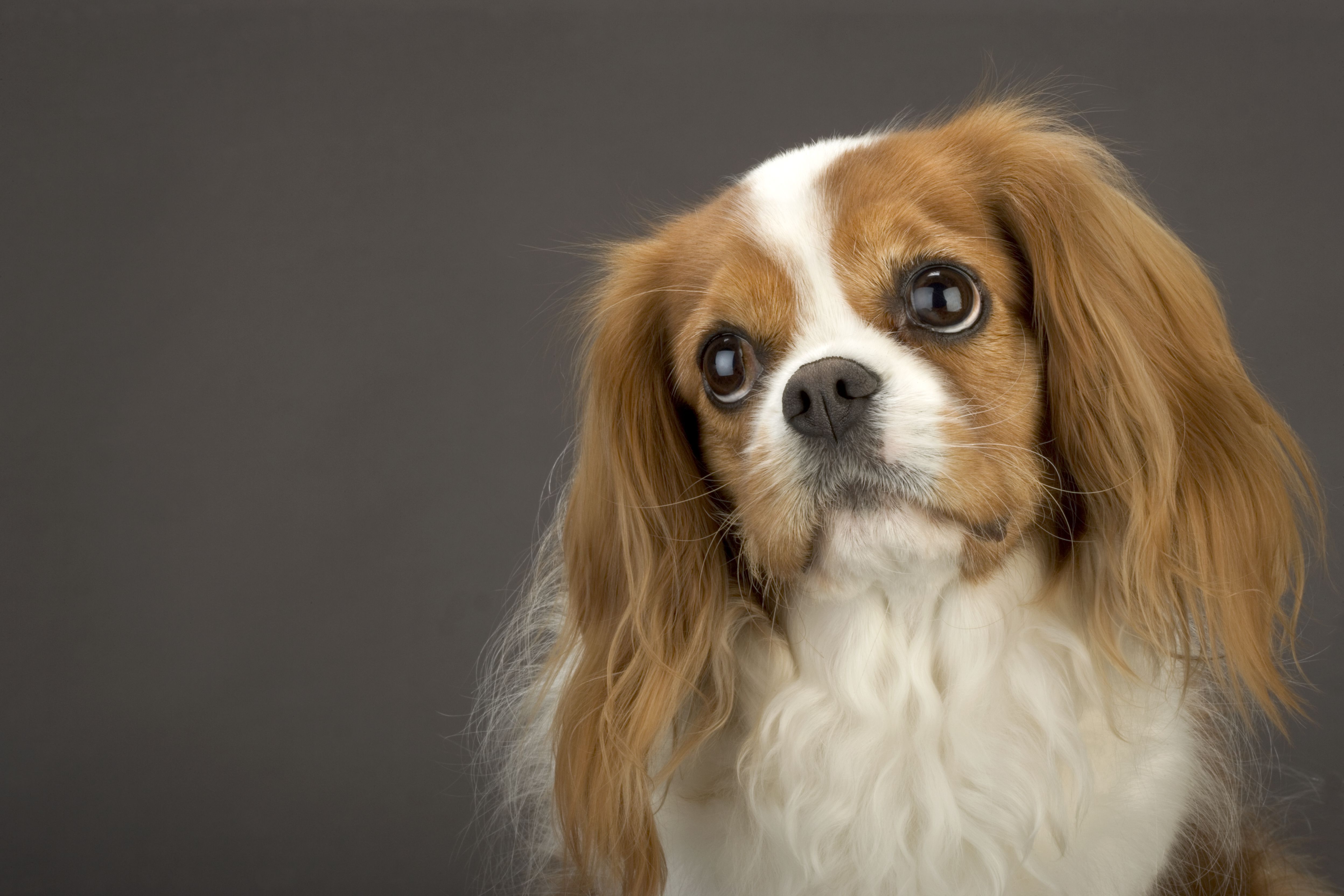 Close up of King Charles Spaniel looking up.