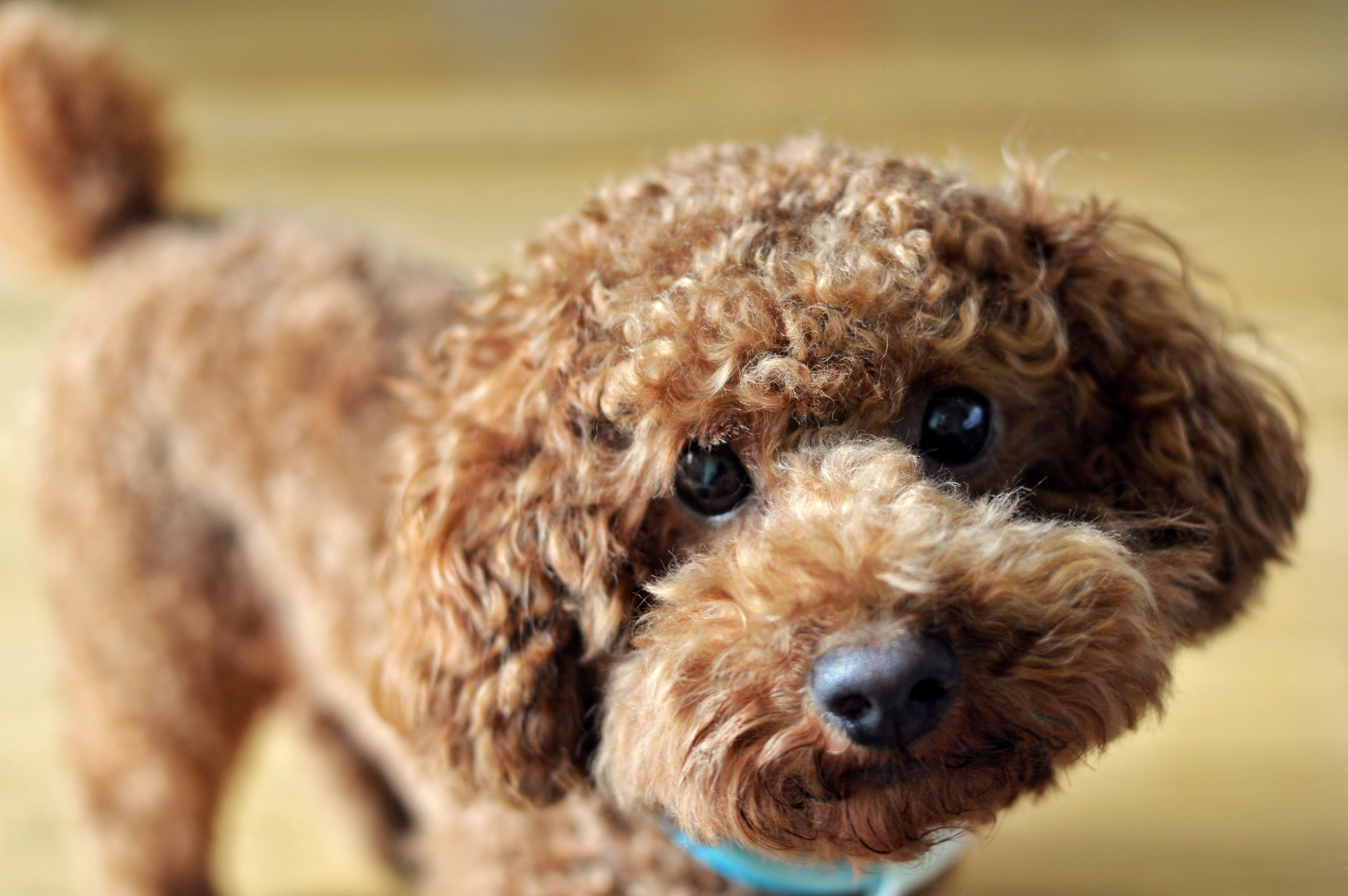 Close up of toy Poodle