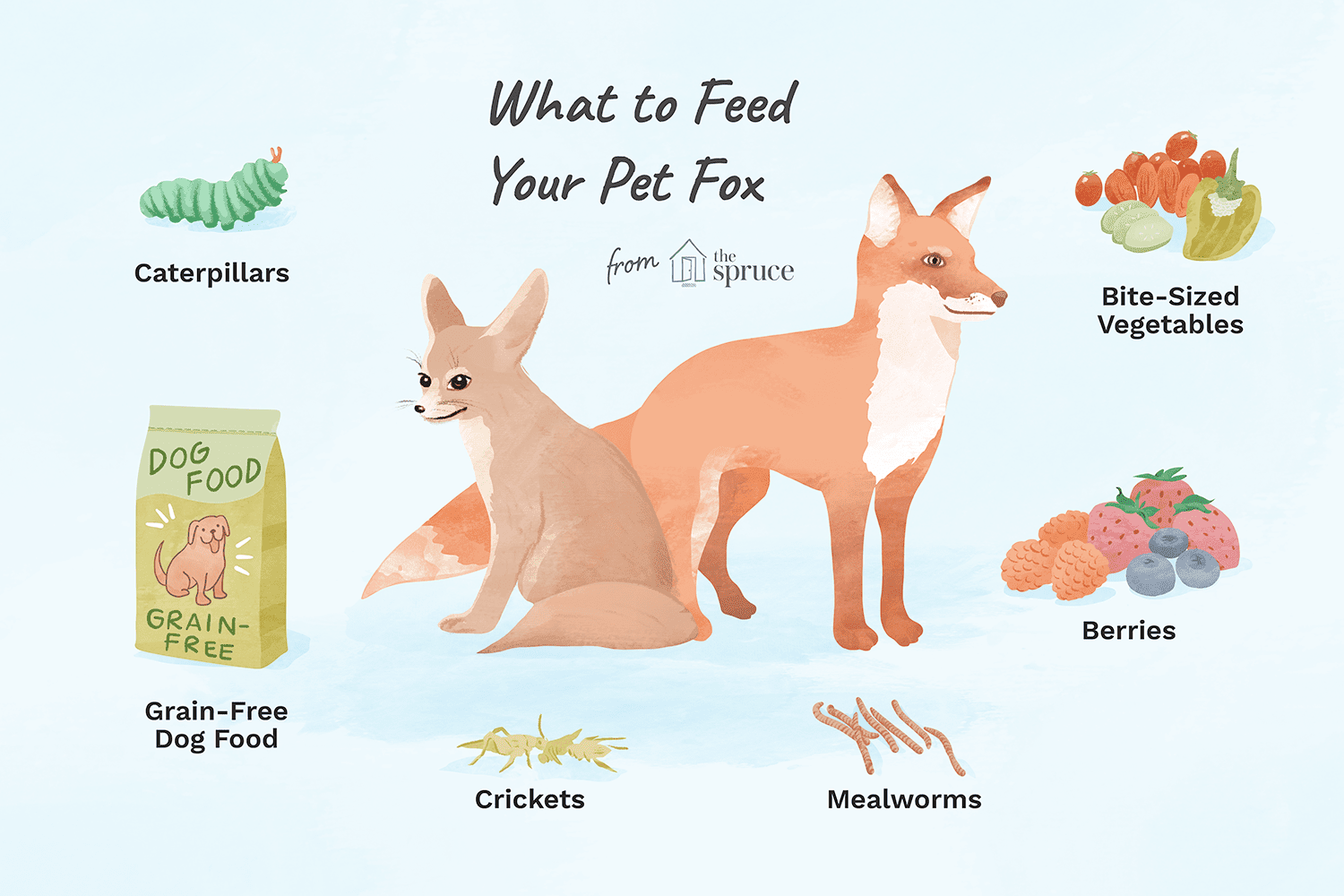 illustration of what to feed your pet fox