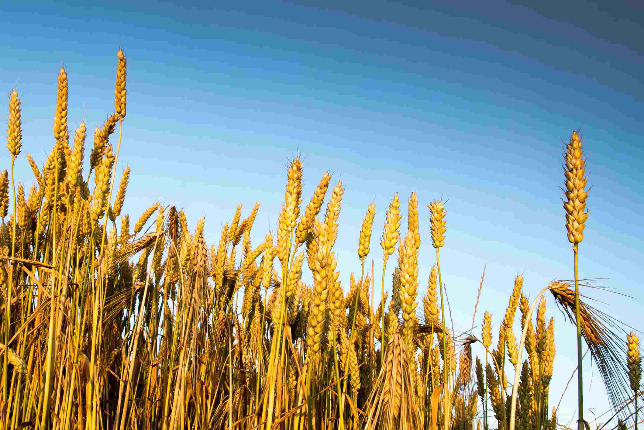Field of wheat against a blue sky.