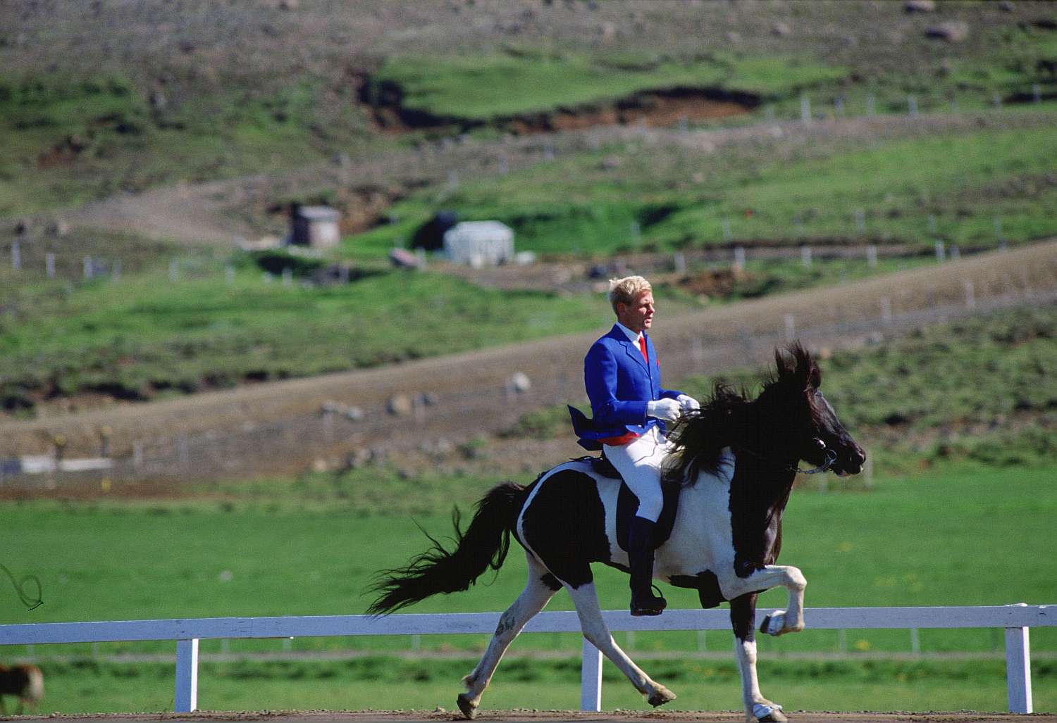 Icelandic horse with a rider trotting