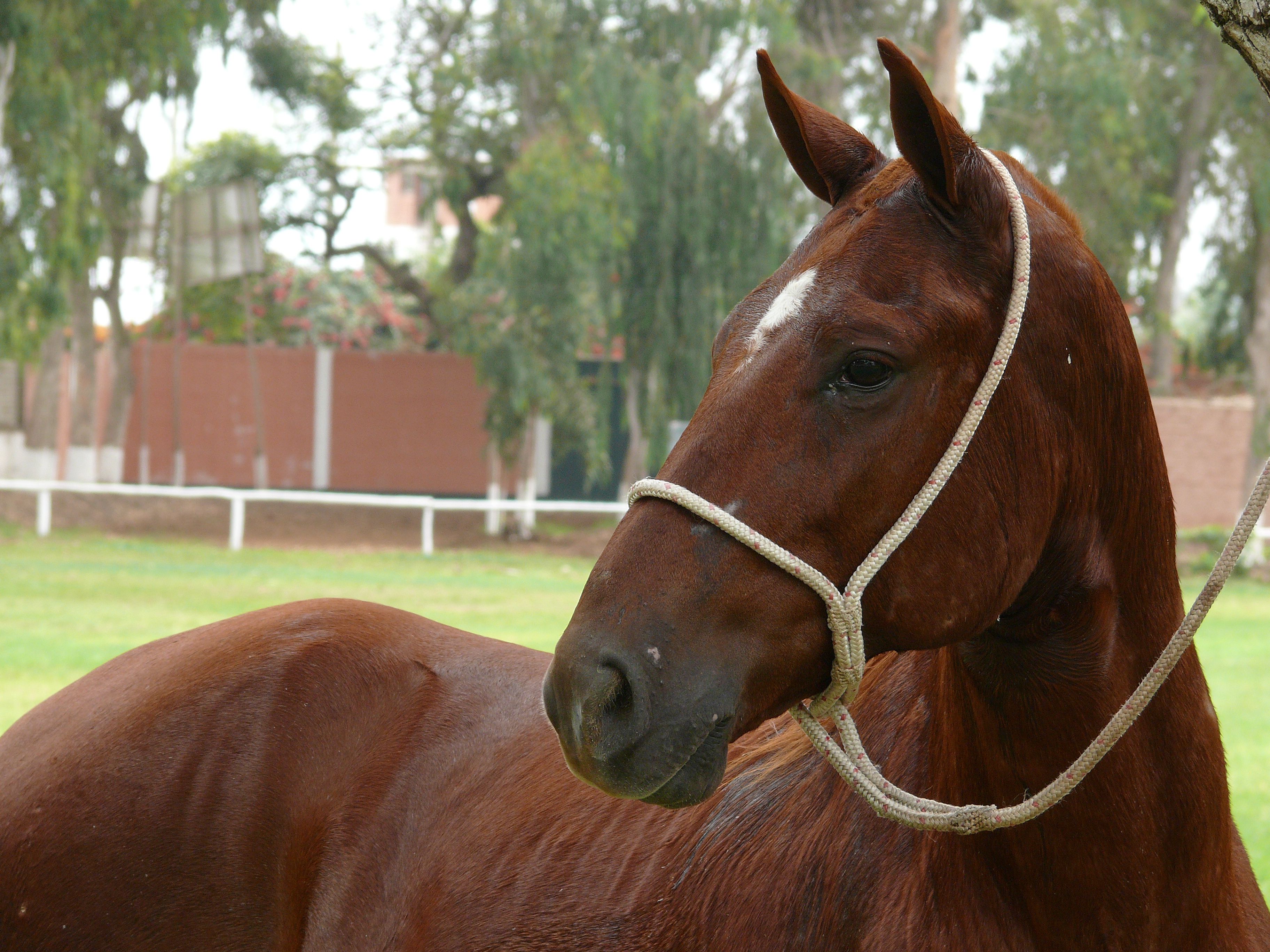 Male Peruvian paso horse tied to a tree in a field