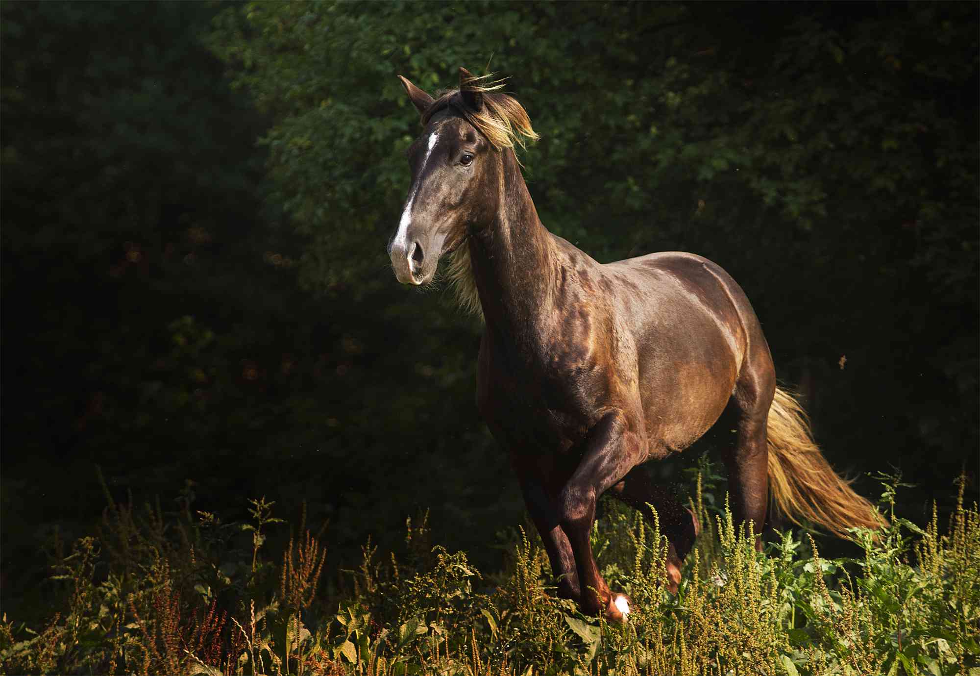 Kentucky mountain saddle horse running in a field