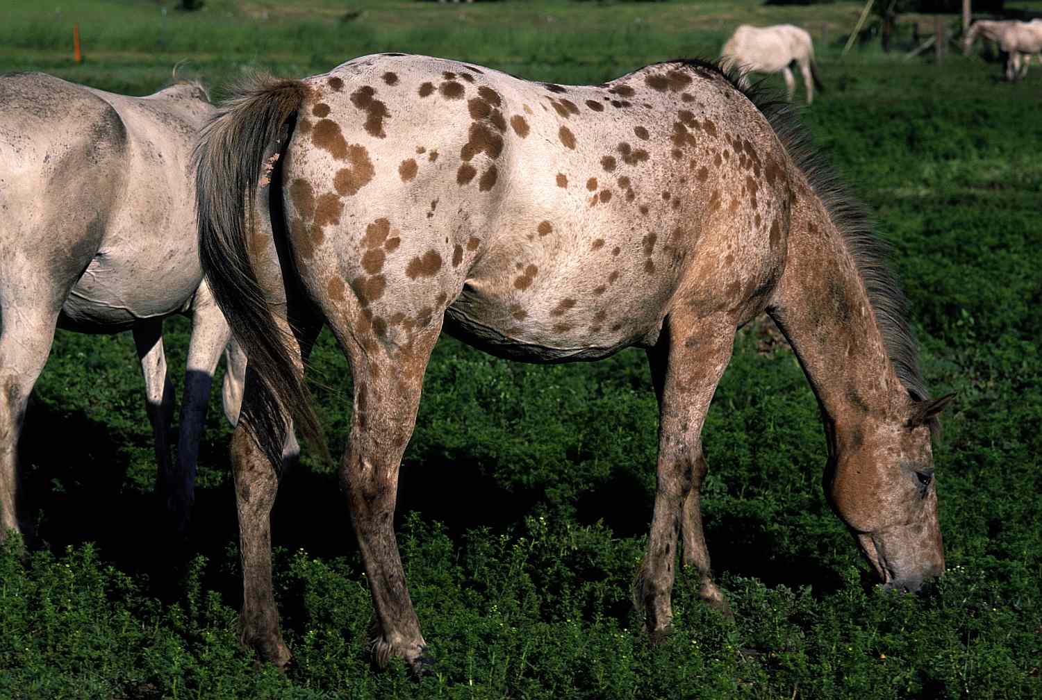 Appaloosa horses in a pasture