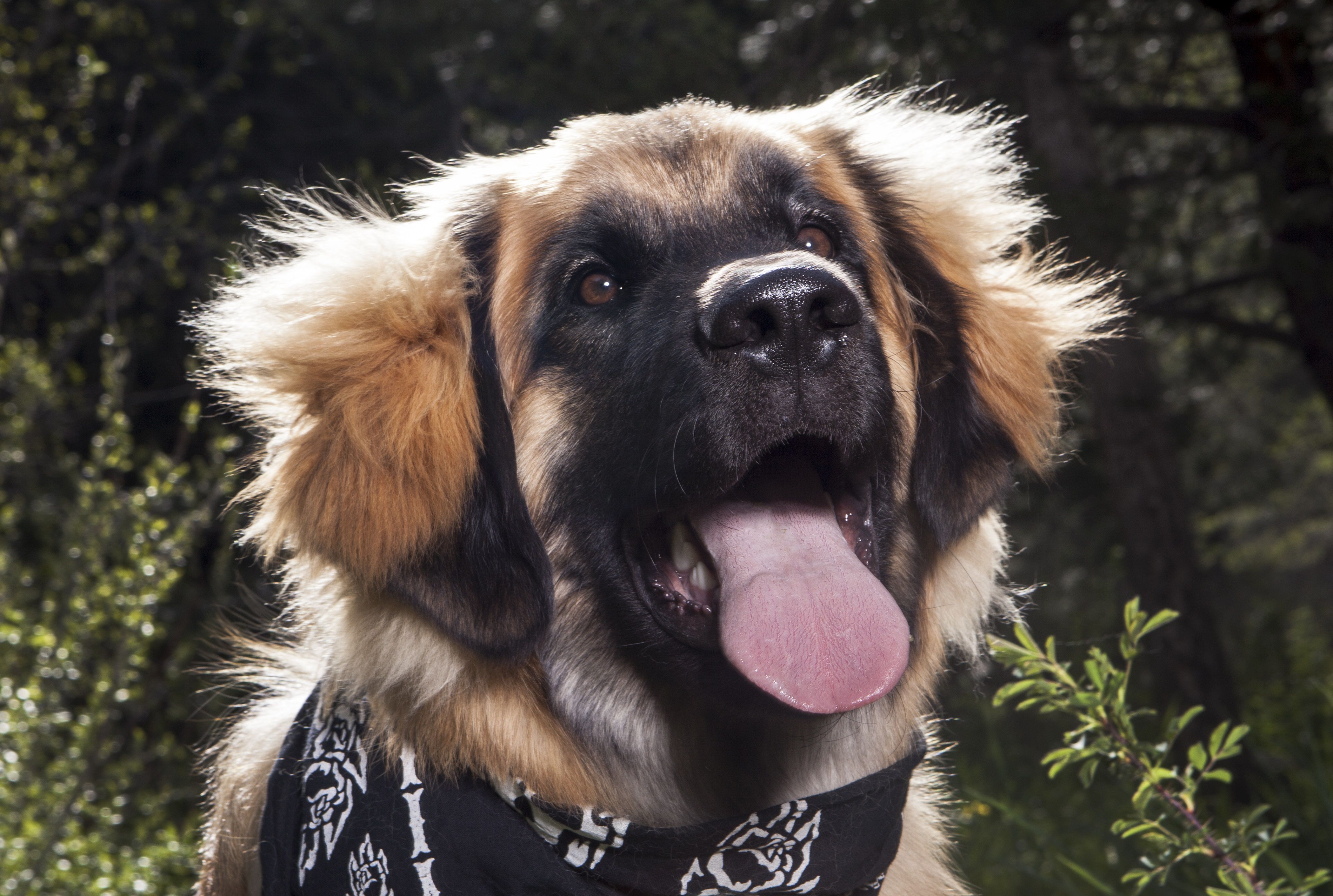 Leonberger dog with tongue hanging out