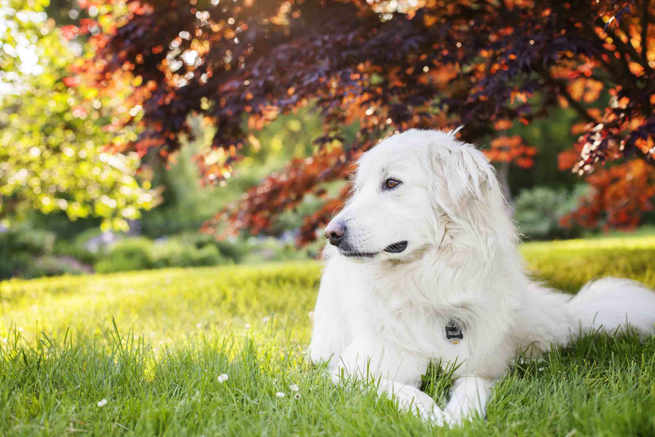Great Pyrenees lying in grass