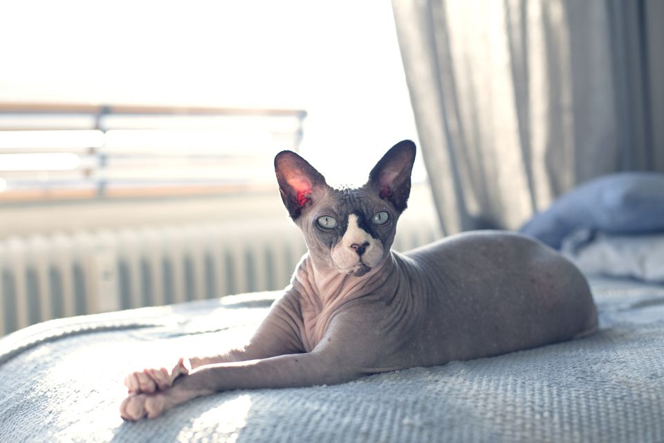 hairless cat lying on a bed